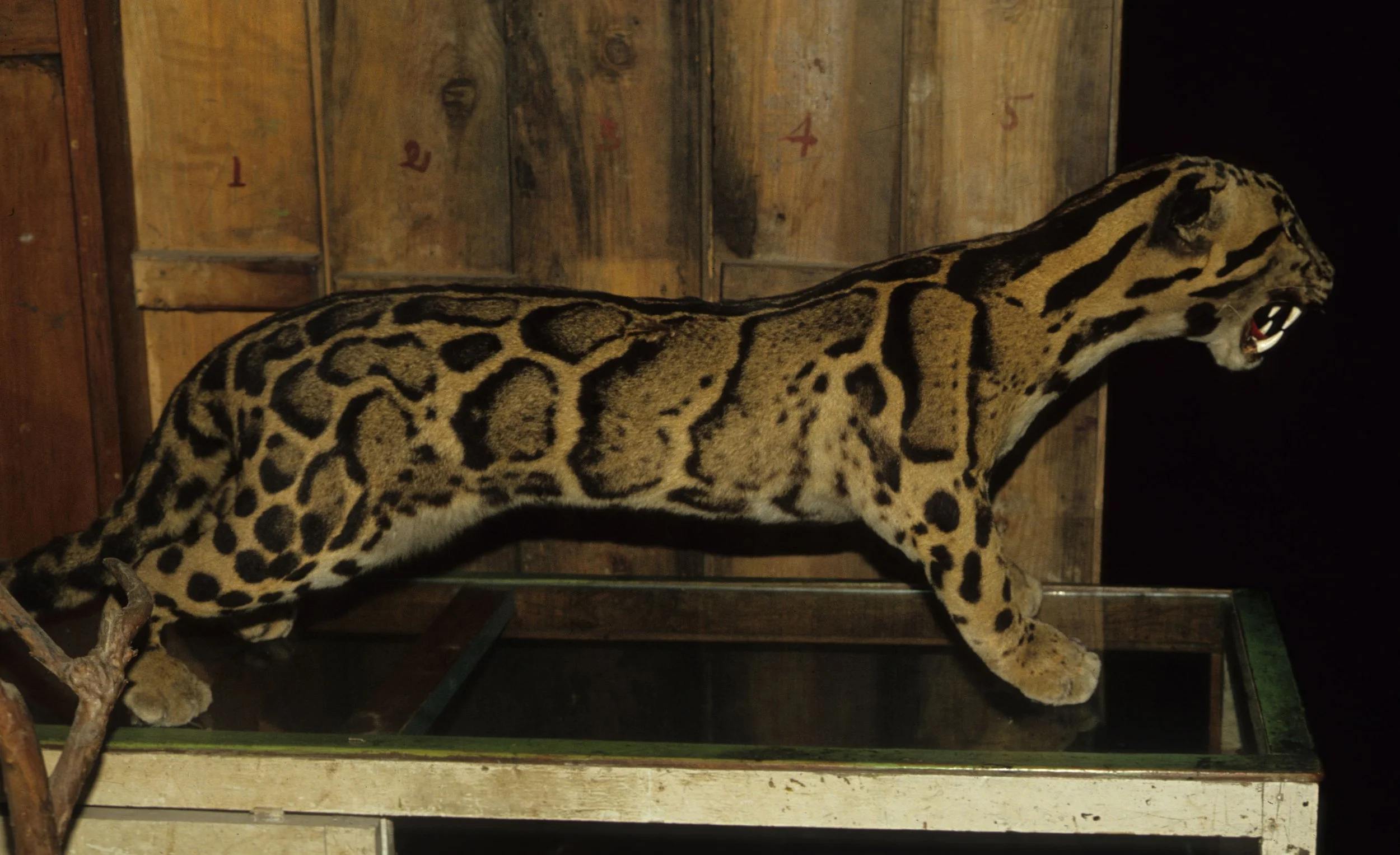 DALAT - POACHERS HUT - CLOUDED LEOPARD.jpg