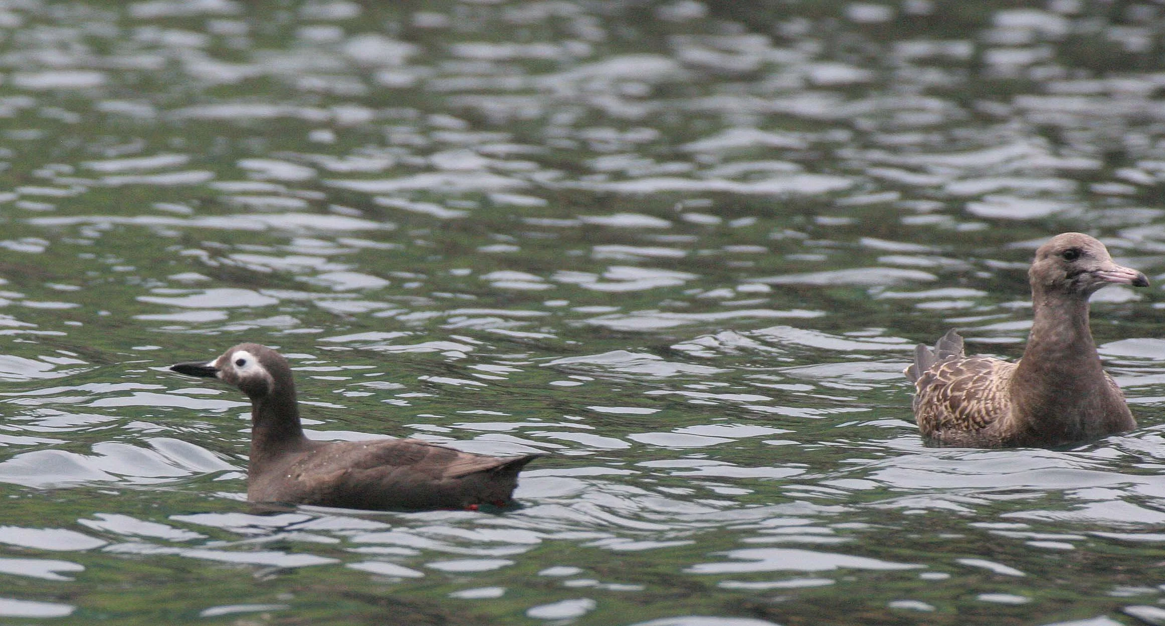 Cepphus carbo - SPECTACLED GUILLEMOT - MONERON ISLAND RUSSIA (18).jpg