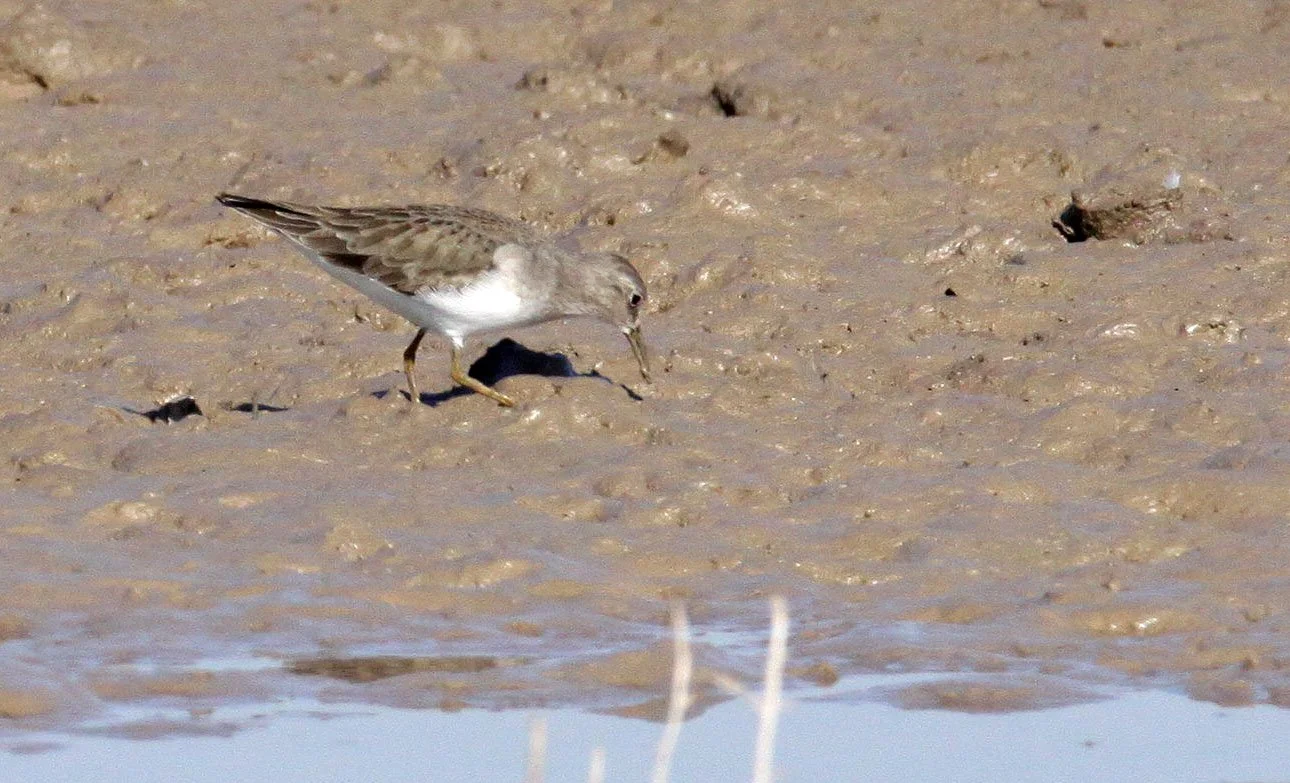 BIRD - SANDPIPER - WOOD SANDPIPER - LITTLE RANN OF KUTCH GUJARAT INDIA (4).JPG