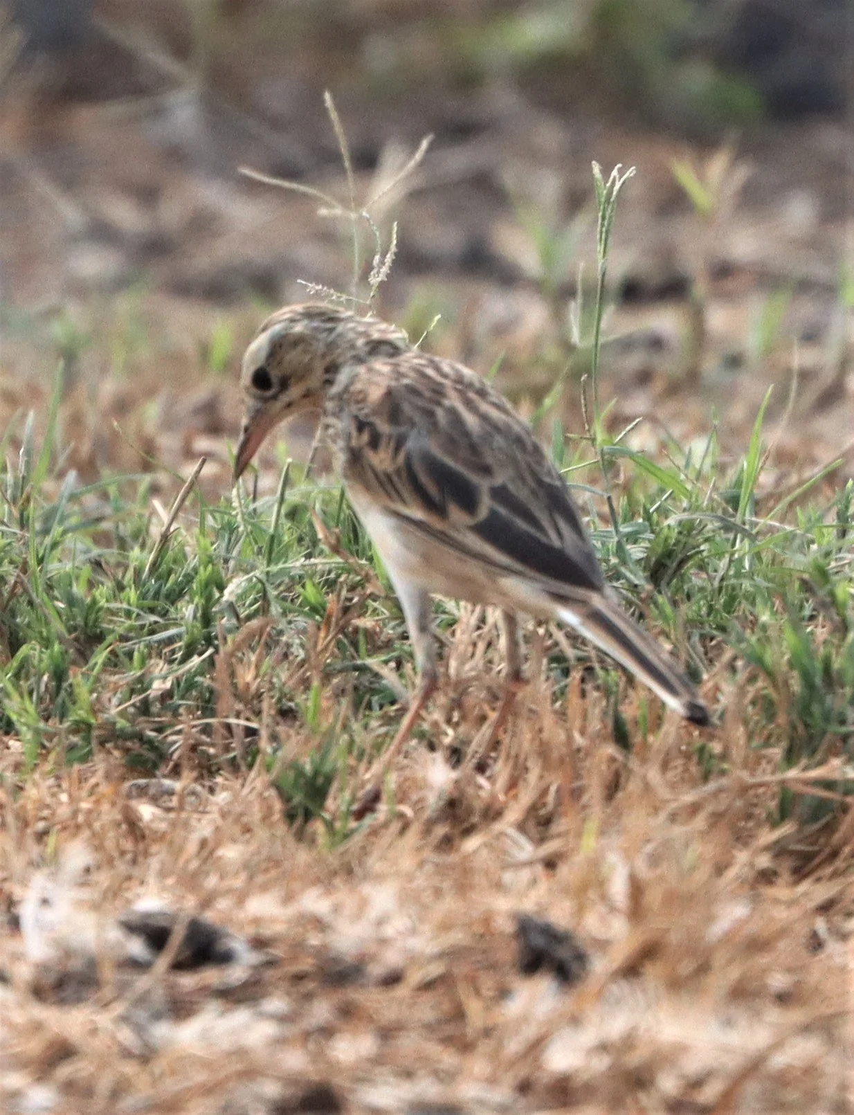 Paddyfield Pipit (Anthus rufulus) BANG KHAEM WETLANDS NAKHON PATHOM MARCH 13 (7).jpg