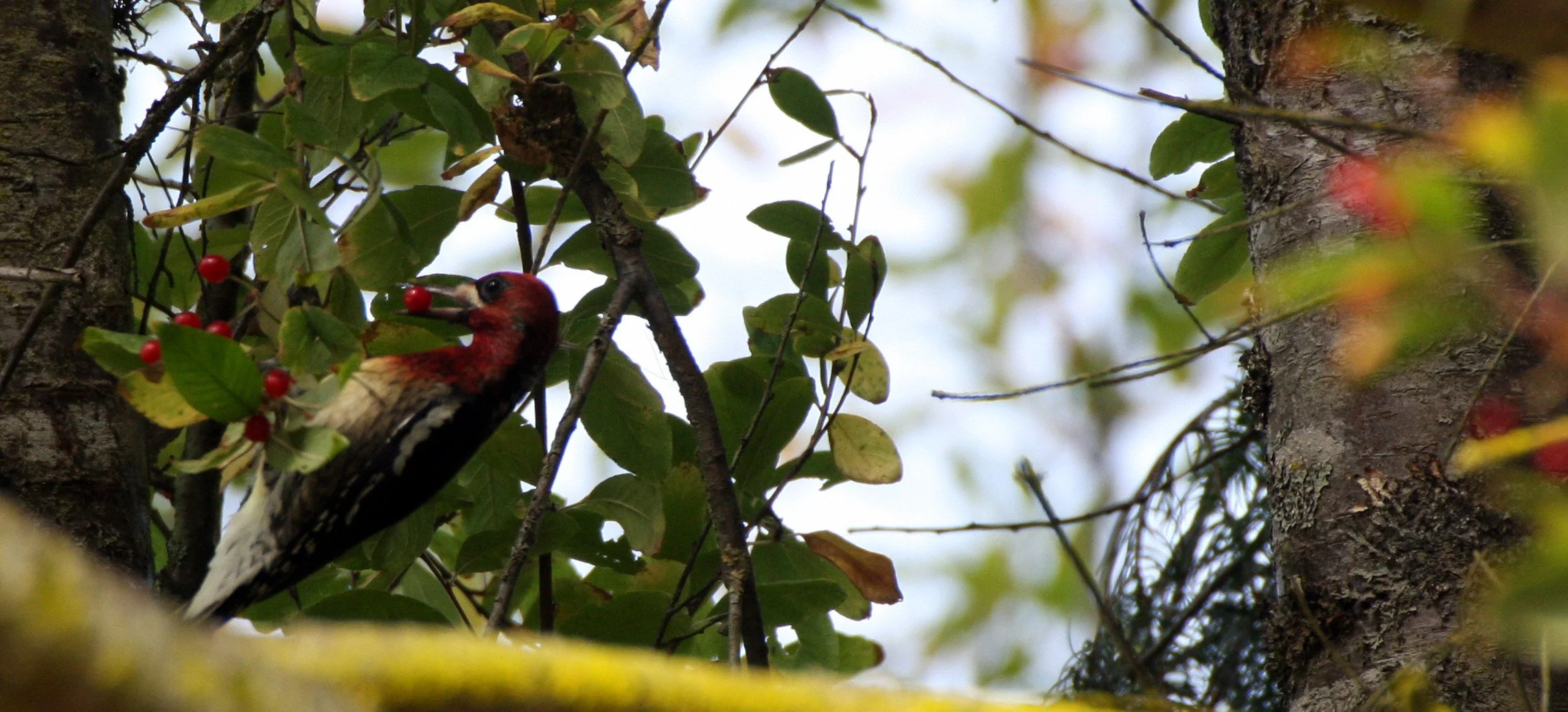 BIRD - WOODPECKER - REDBREASTED SAPSUCKER - LAKE FARM TRAILS.JPG