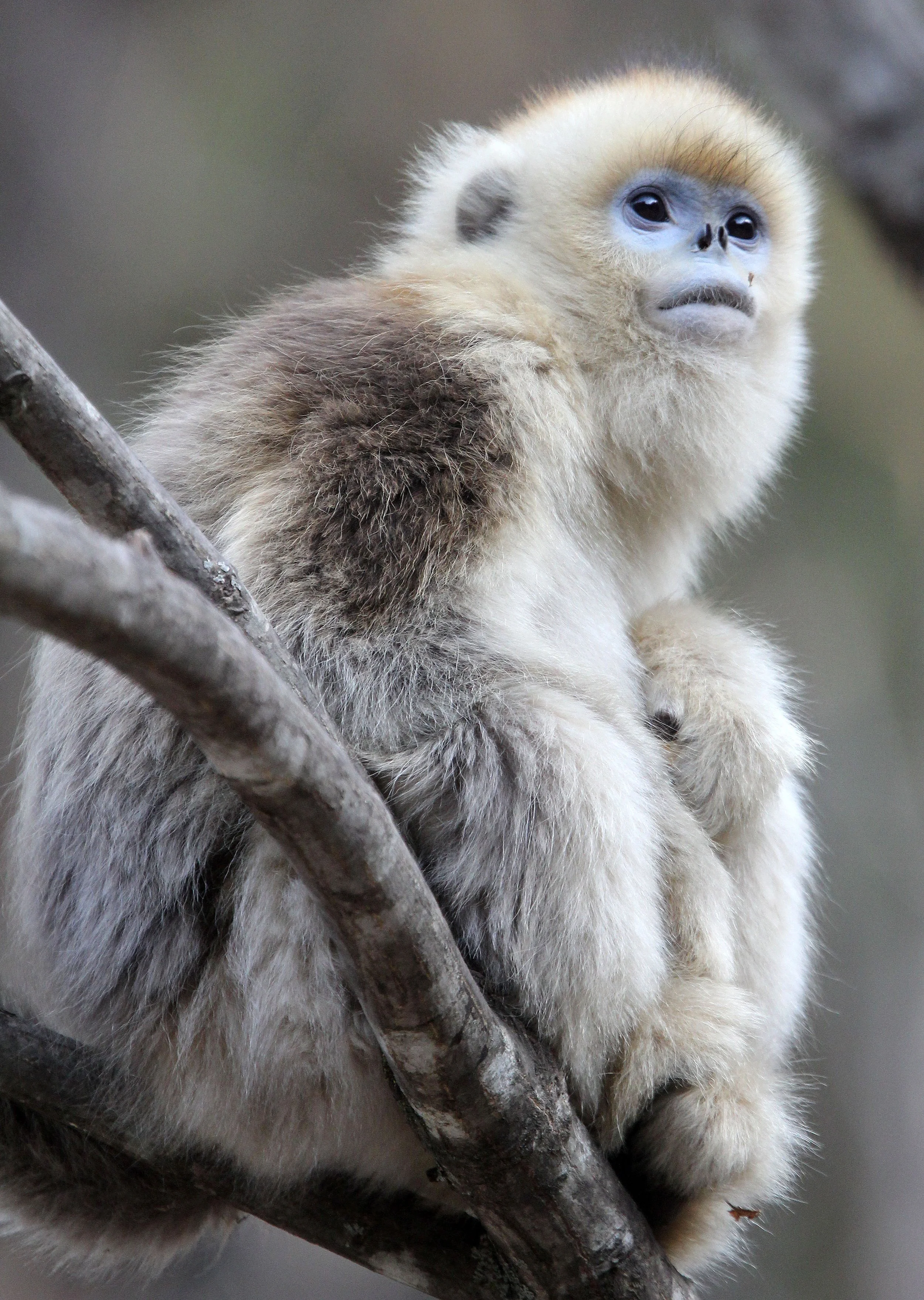 CERCOPITHECIDAE - Rhinopithecus roxellana qinlingensis - QINLING GOLDEN SNUB-NOSED MONKEY - FOPING NATURE RESERVE, SHAANXI CHINA (43).JPG