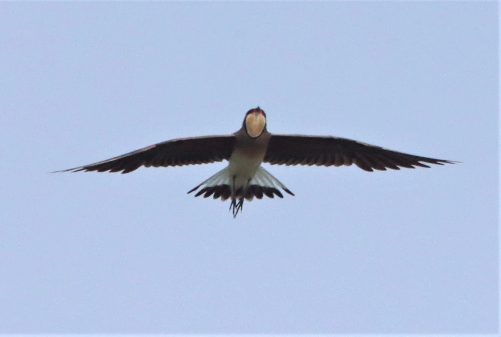 PRATINCOLE - ORIENTAL PRATINCOLE - Glaveola maldivarum -  PATHUM THANI RICE RESEARCH CENTER (17).jpg