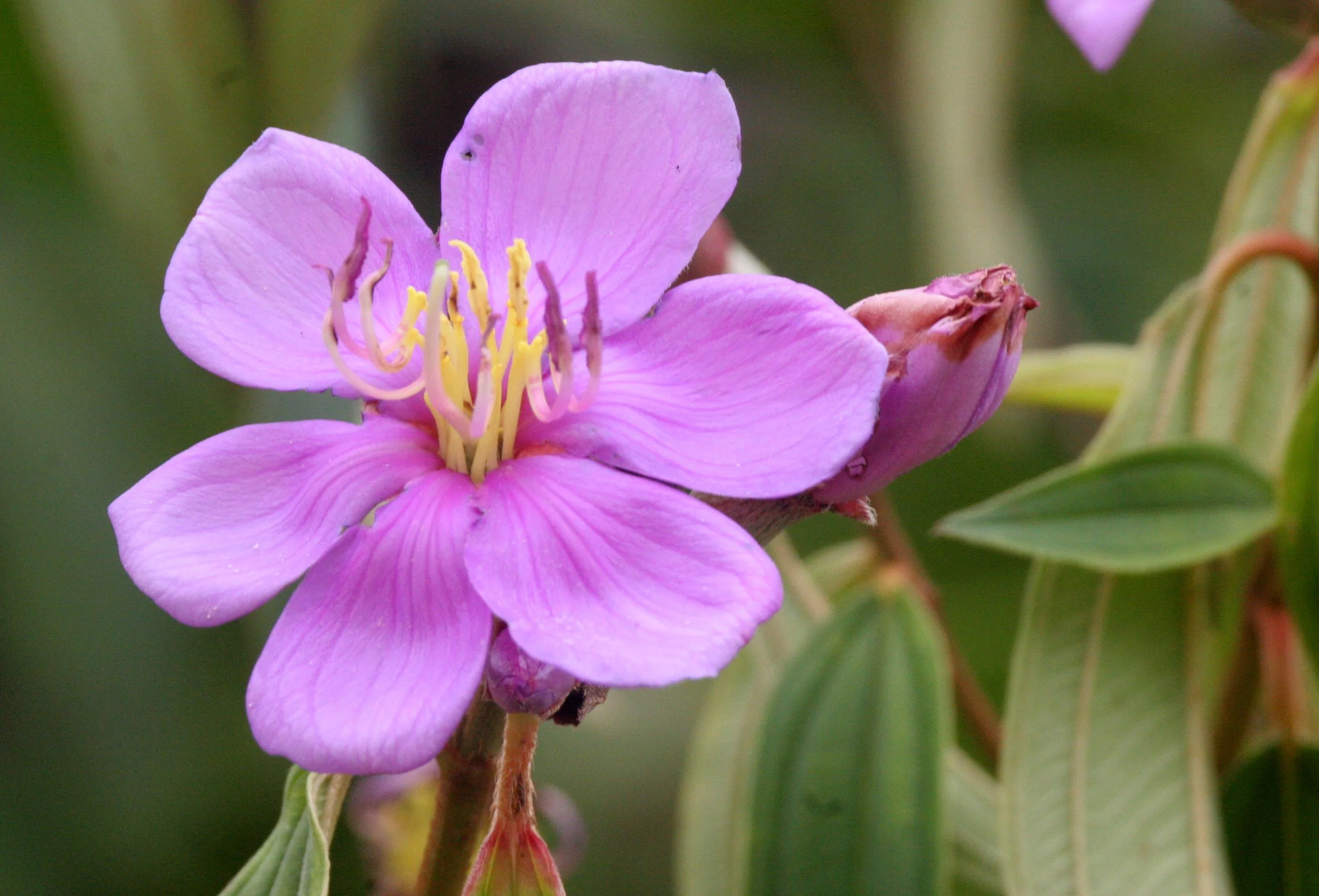TABIN WILDLIFE RESERVE BORNEO - MILTONIA SPECIES .JPG
