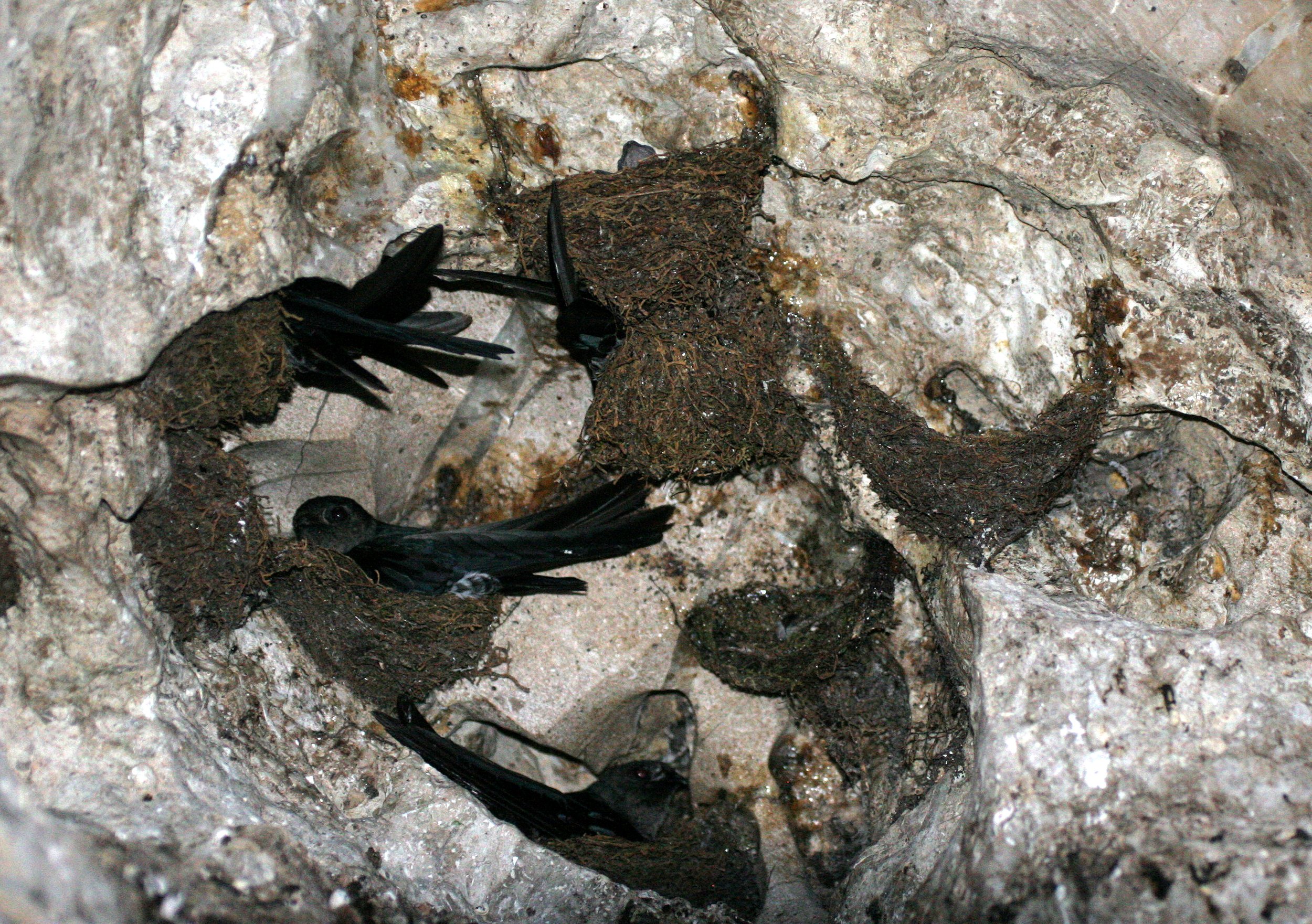 Black-nest Swiftlet (Collocalia maxima) Gamontong Caves Borneo (1).JPG