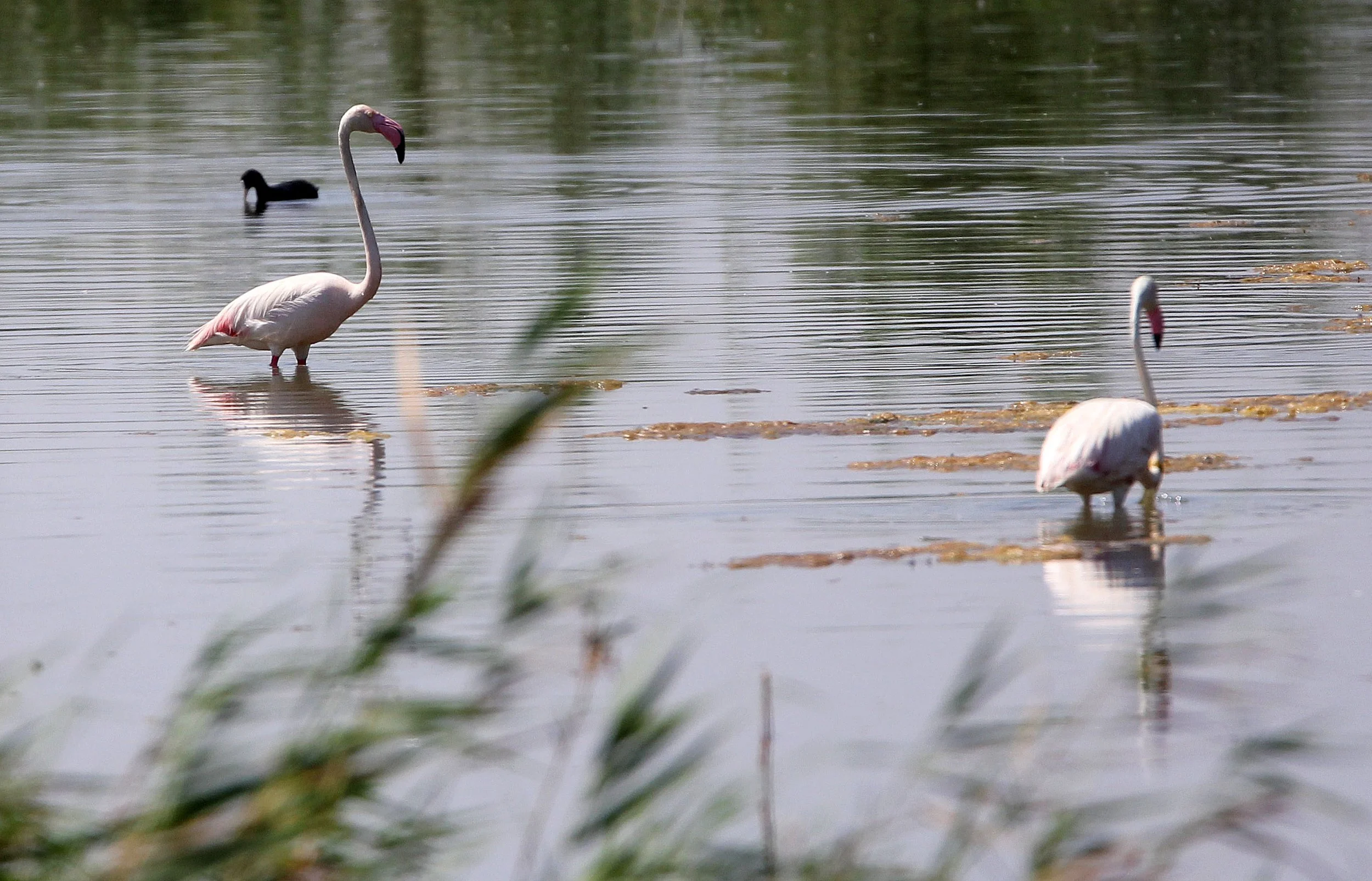 Phoenicopterus roseus - Greater Flamingo - Laguna Dulce Spain (18).JPG