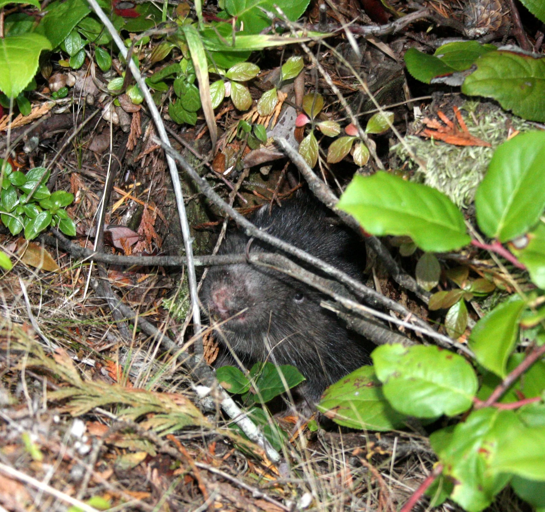 RODENT - MOUNTAIN BEAVER - LAKE FARM TRAILS WA (9).JPG