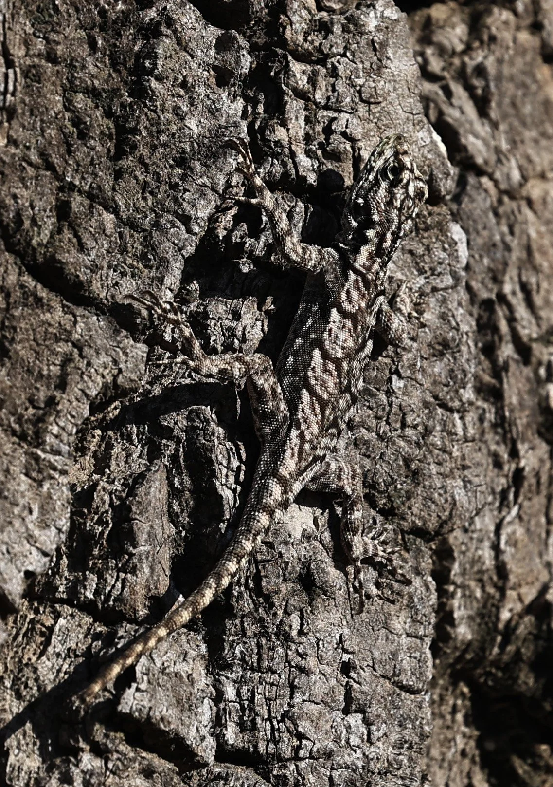 Spiny Lava Lizard (Tropidurus spinulosus) Fortin Toledo Paraguay (6).jpg