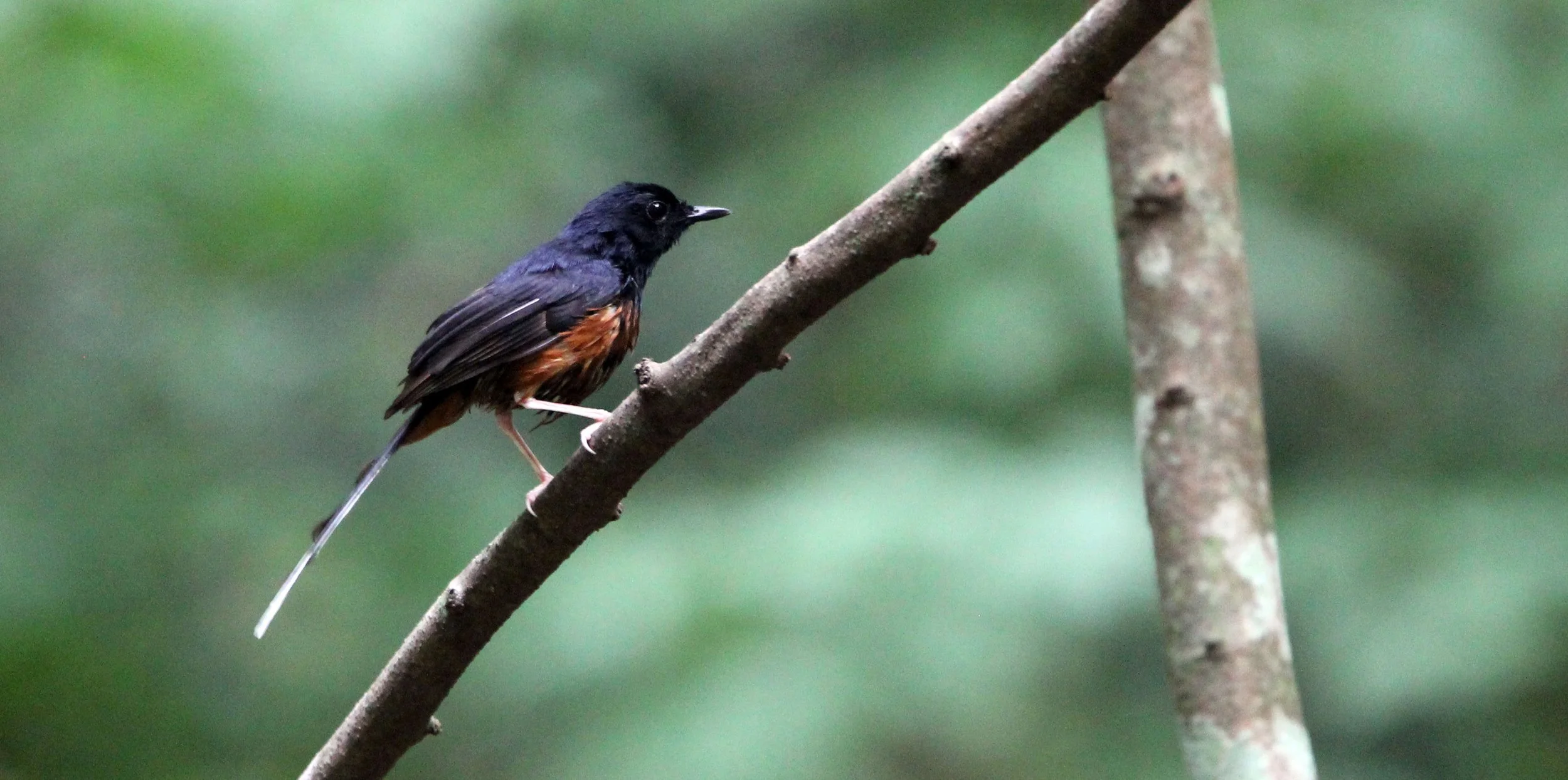 SHAMA - WHITE-RUMPED SHAMA - Copsychus malabaricus - KAENG KRACHAN NATIONAL PARK THAILAND (9).JPG