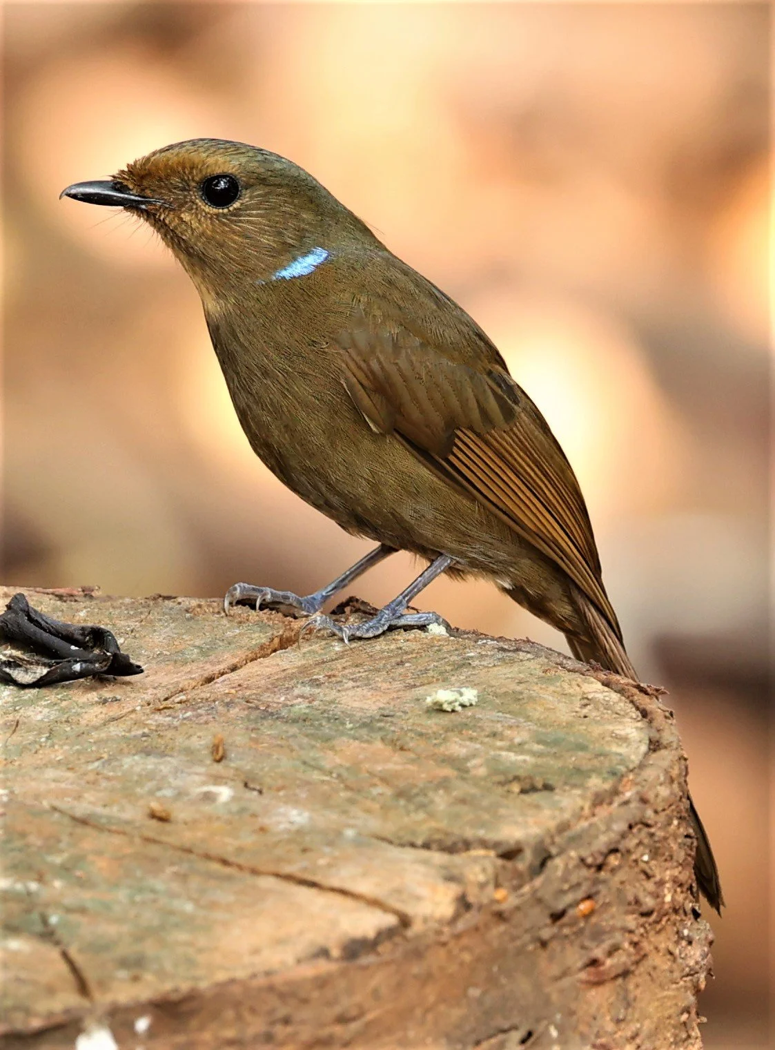 NILTAVA - LARGE NILTAVA - Niltava grandis - DOI DOI ANG KHANG CHIANG MAI FEB 2022 (57).jpg