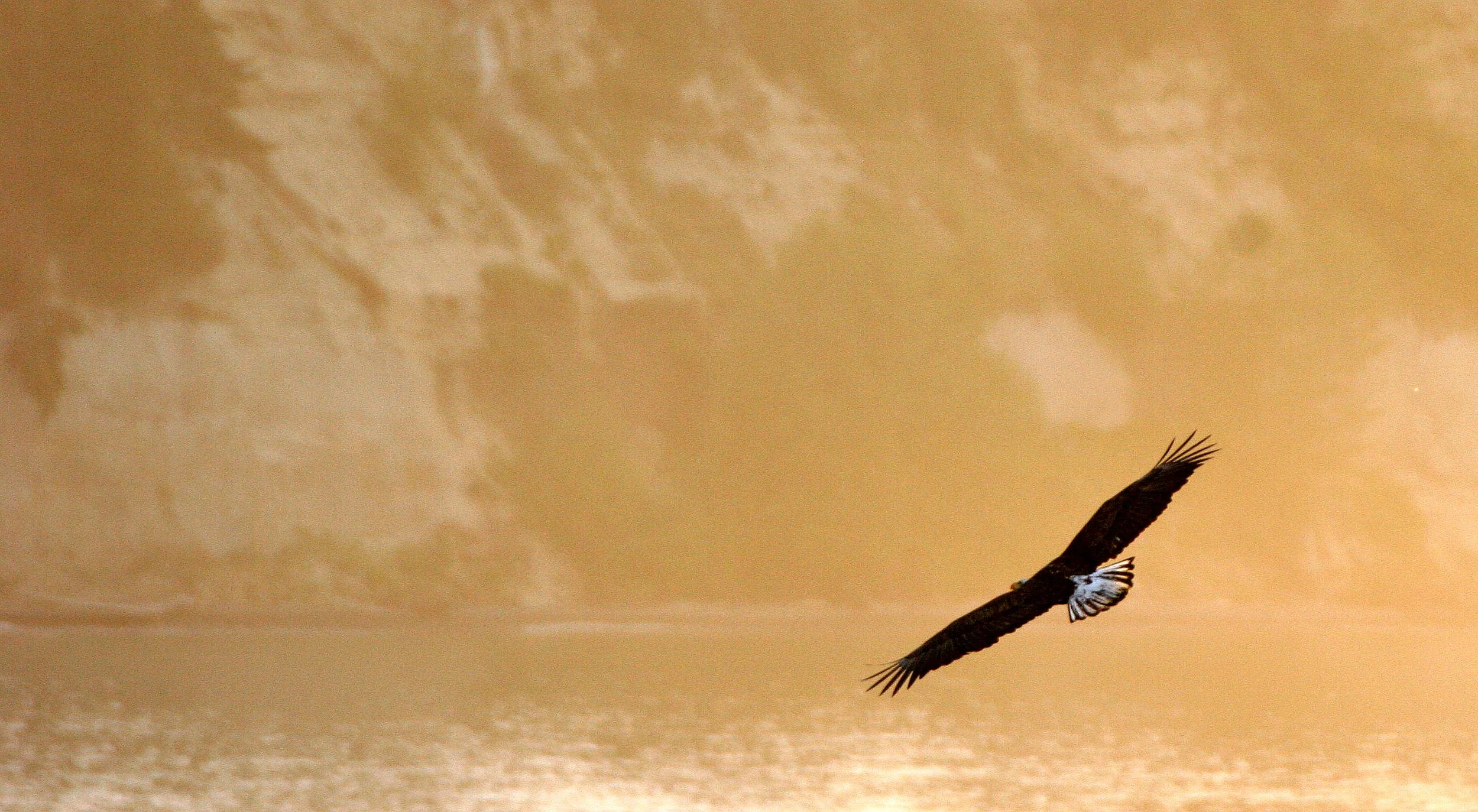 Haliaeetus leucocephalus - AMERICAN BALD EAGLE - LAKE FARM BLUFFS WASHINGTON (68).JPG