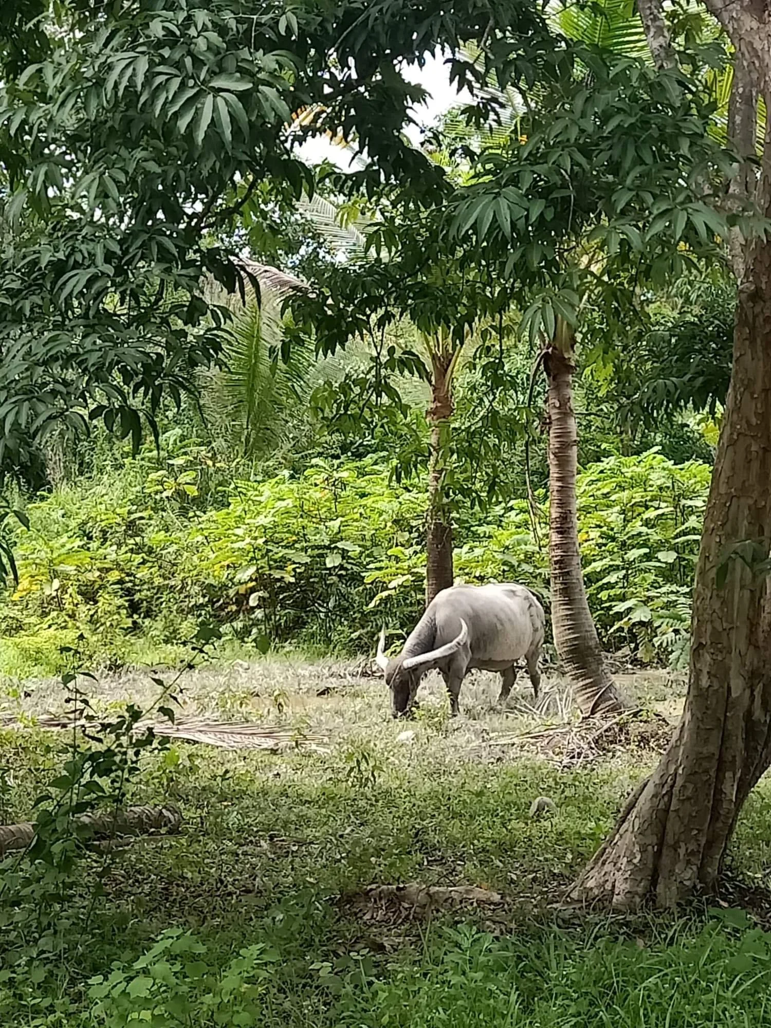 2019-2020 Misc Pictures from Other People - Family, Kanchanaburi, Lanta, Liana and more (106).jpeg