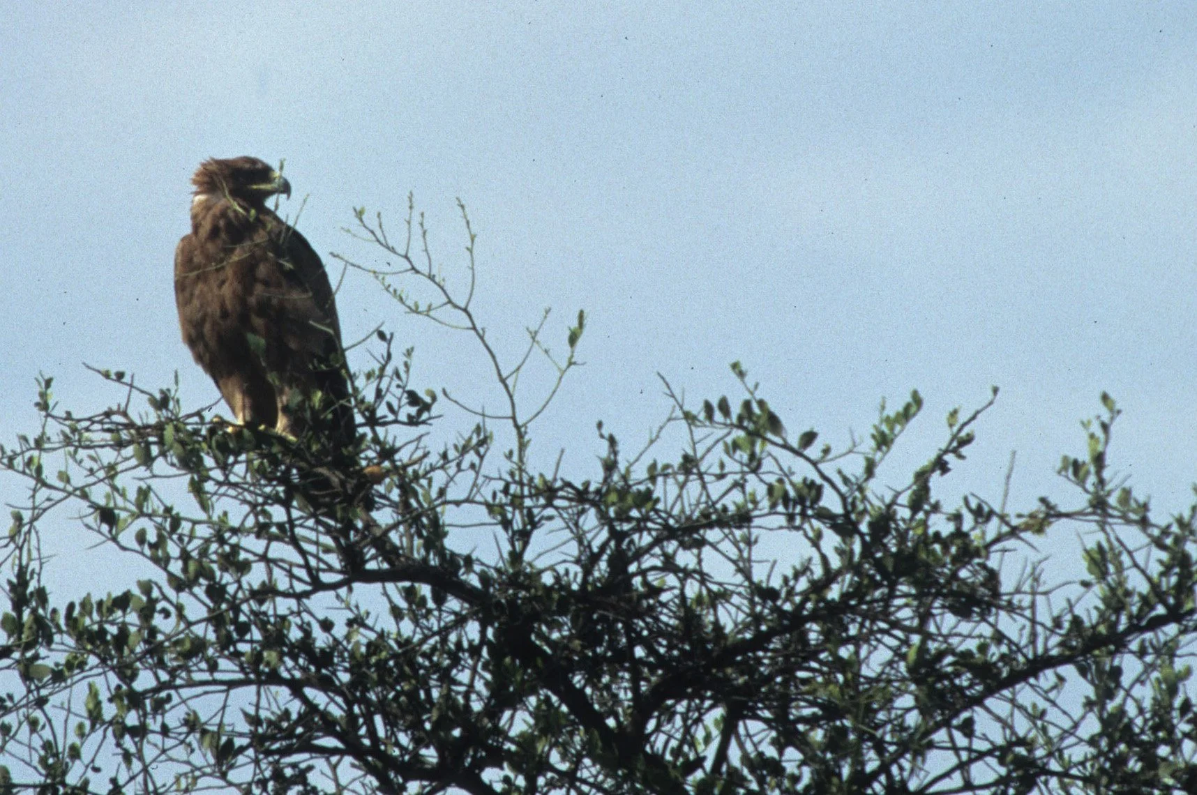 Aquila heliaca - IMPERIAL EAGLE - KENYA scanned slides (5).jpg