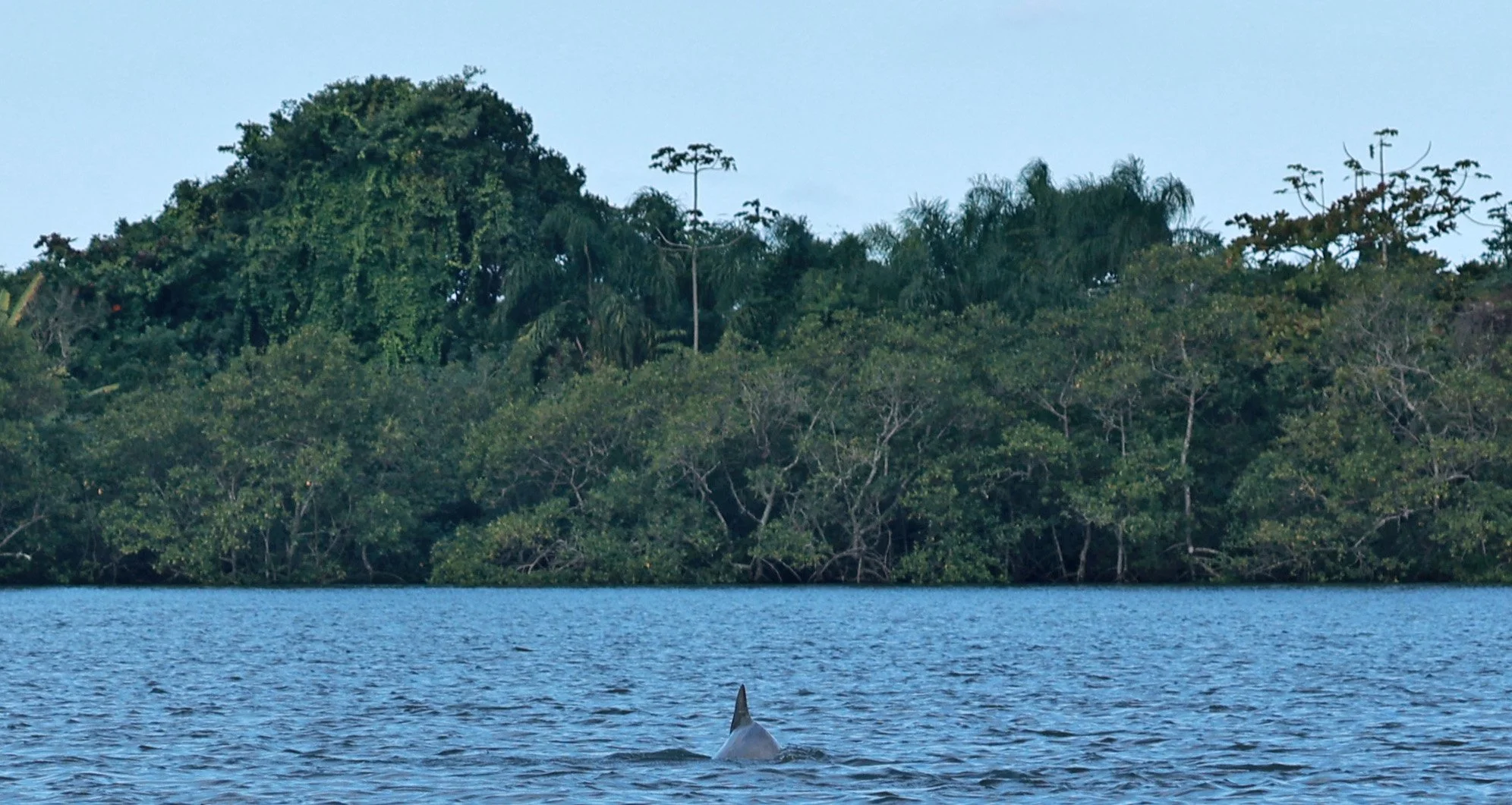 Guiana Dolphin (Sotalia guianensis) Superagüi National Park, Brazil (37).jpg