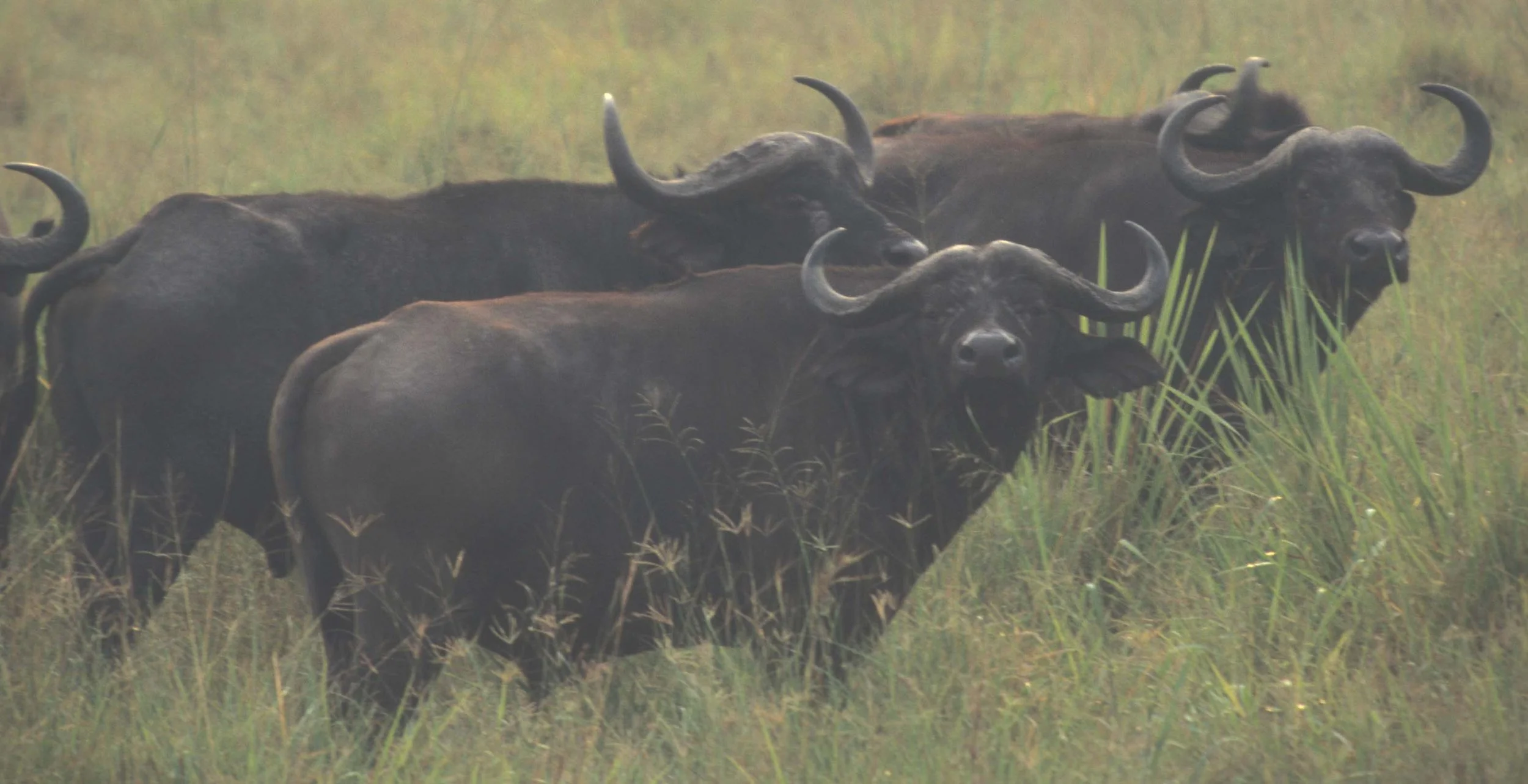 BOVID - CAPE BUFFALO-UGANDA (7).jpg