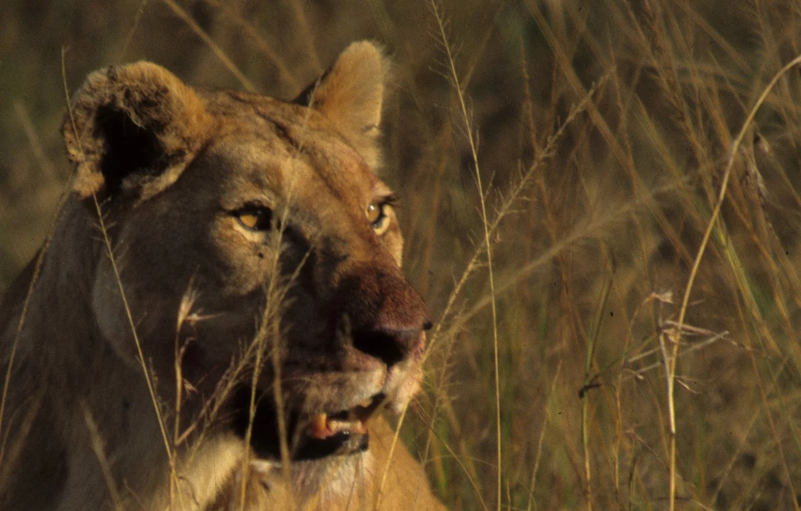FELID - LION - SERENGETI (26).jpg