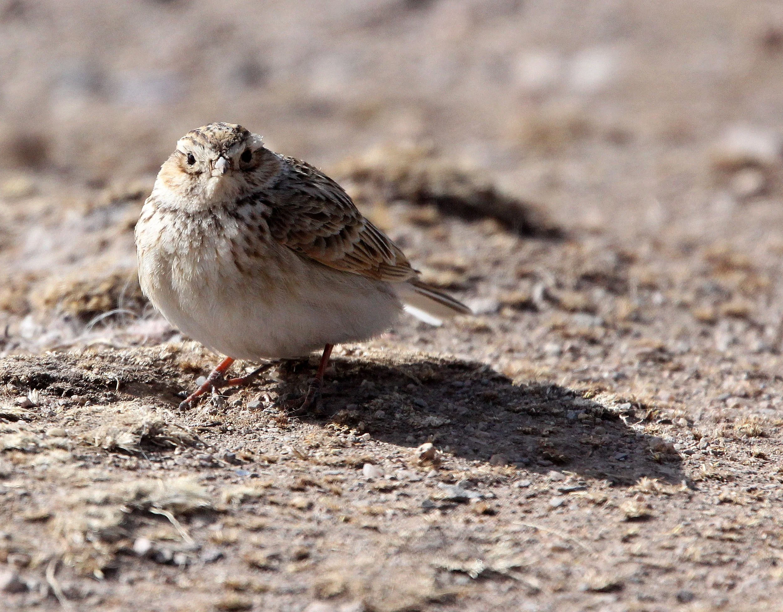 Blyth's Pipit (Anthus godlewski) Qinghai Lake, China (6).JPG