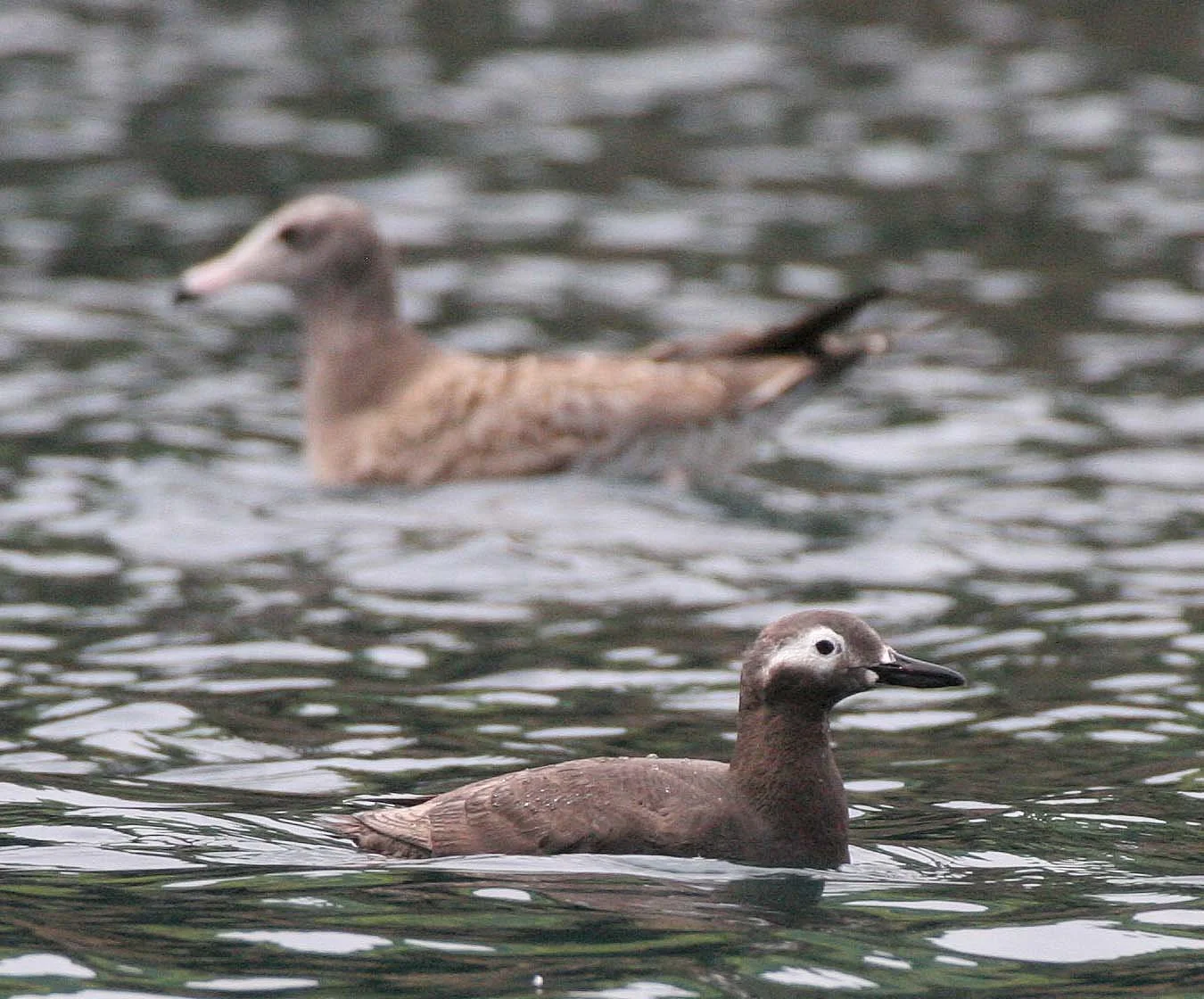 Cepphus carbo - SPECTACLED GUILLEMOT - MONERON ISLAND RUSSIA (21).jpg