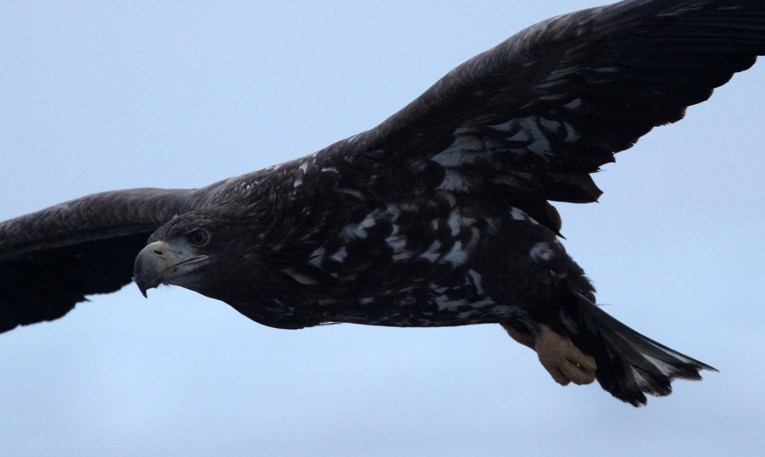 Haliaeetus albicilla - WHITE-TAILED EAGLE - RAUSU, SHIRETOKO PENINSULA, HOKKAIDO JAPAN (315).JPG