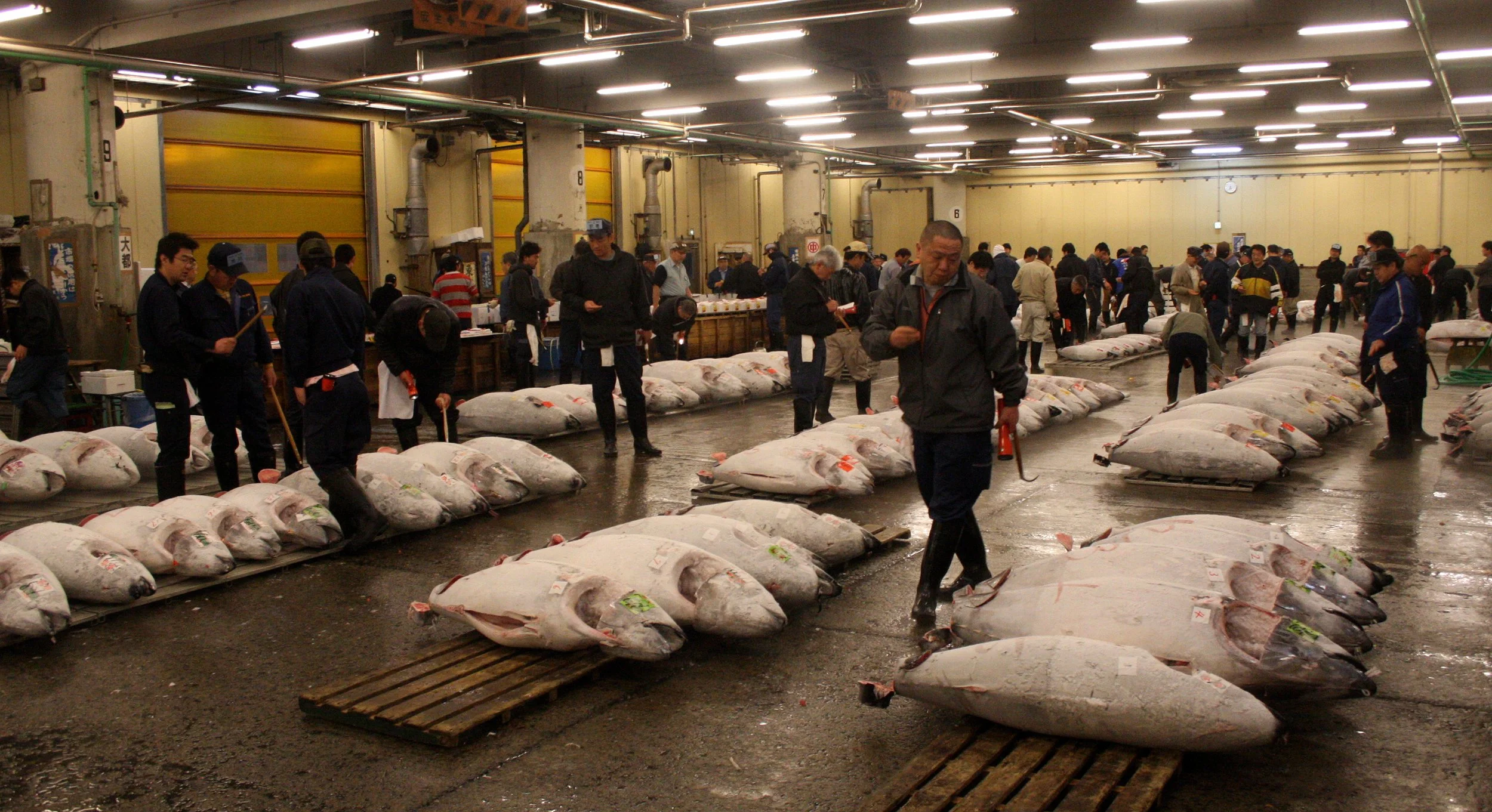 TOKYO - MAY 2009 - TSUKIJI MARKET (3).JPG