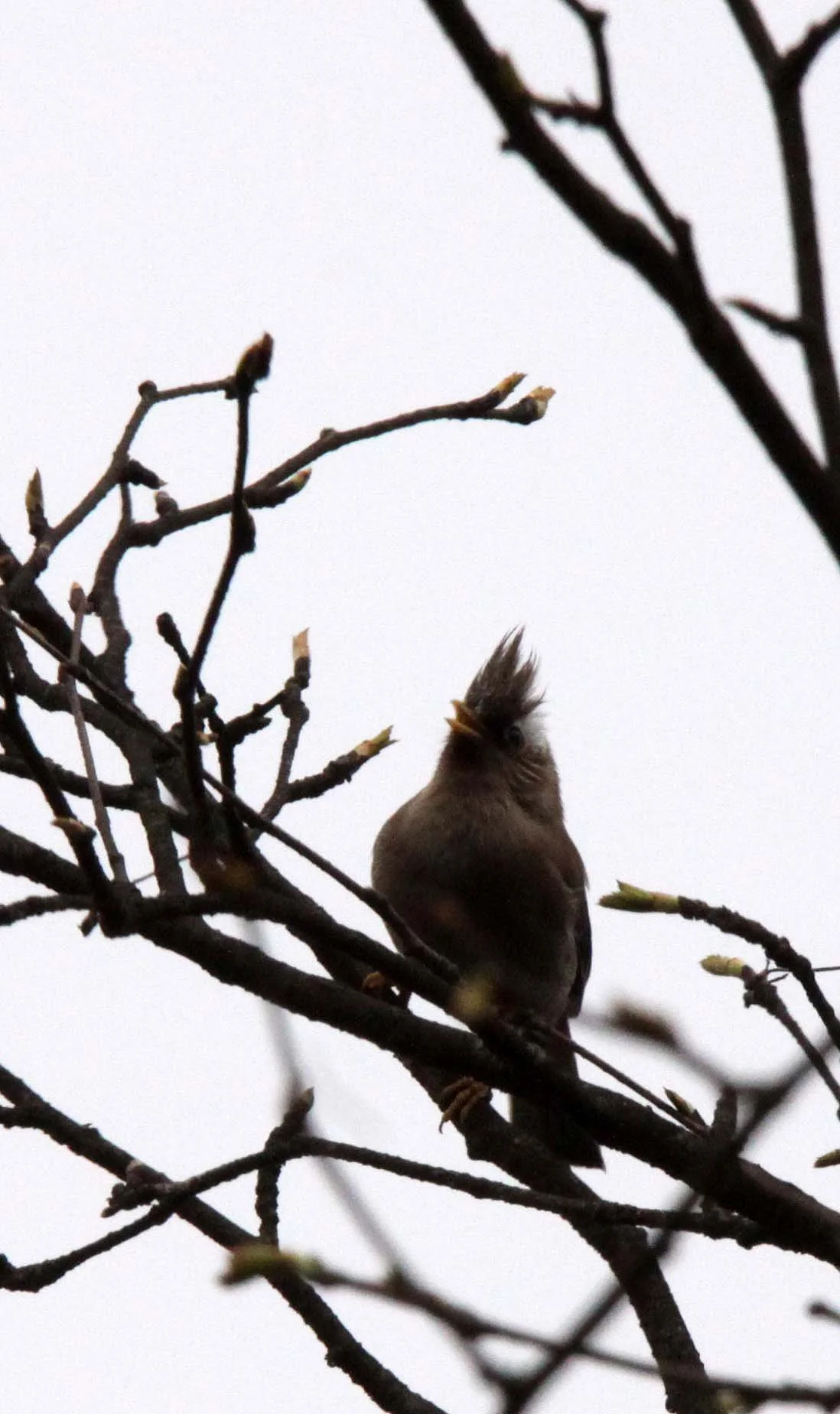 White-collared Yuhina (Parayuhina diademata) Wawu Shan Geopark, Shichuan China (3)