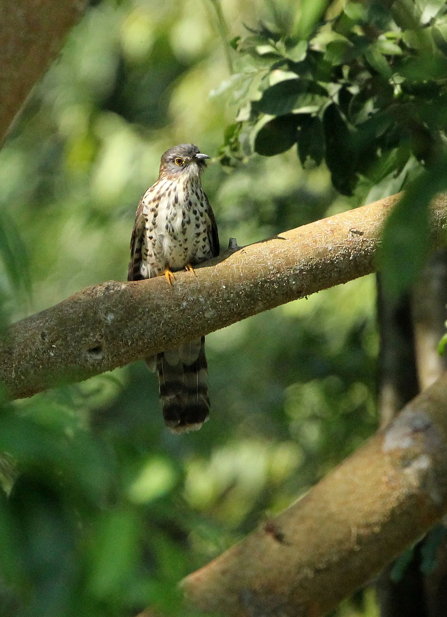 Large Hawk-cuckoo (Hierococcyx sparveroides) Huai Kha Khaeng NWR Thailand (1).JPG