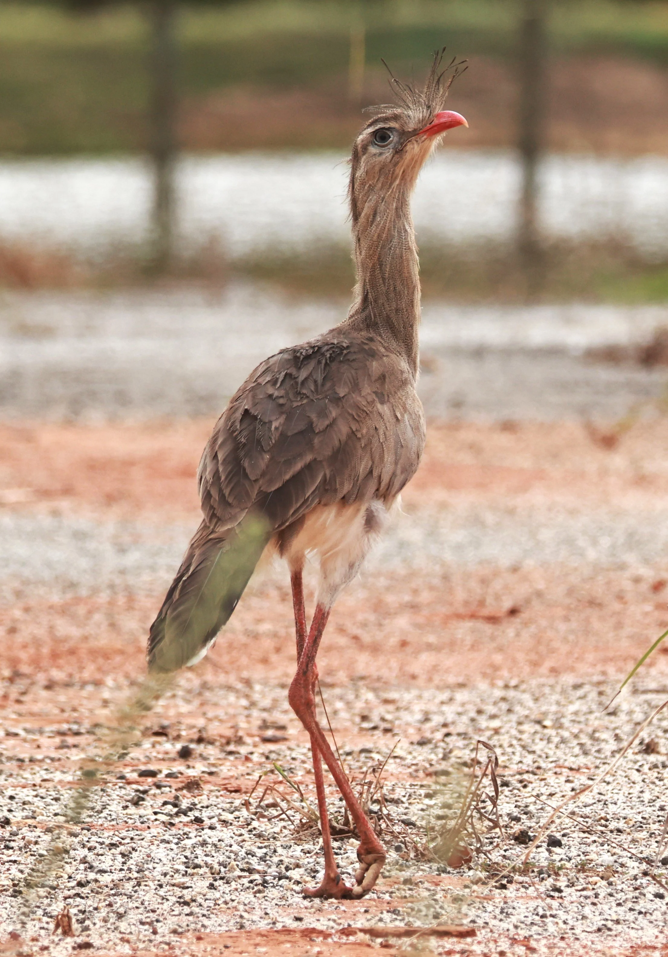 Seriema - Red-legged Seriema - Cariama cristata - Alfonso Claudio, Espirito Santo Brazil (1).JPG