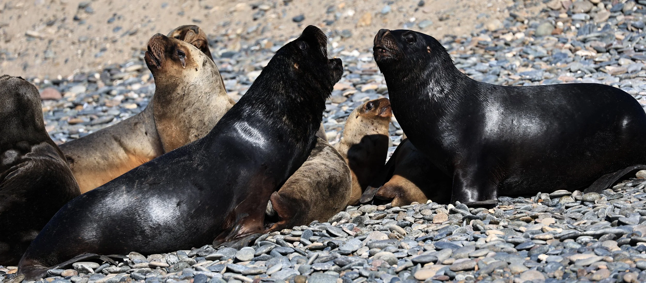 South American Sea Lion (Otaria flavescens) Puerto Rawson Argentina (23).jpg