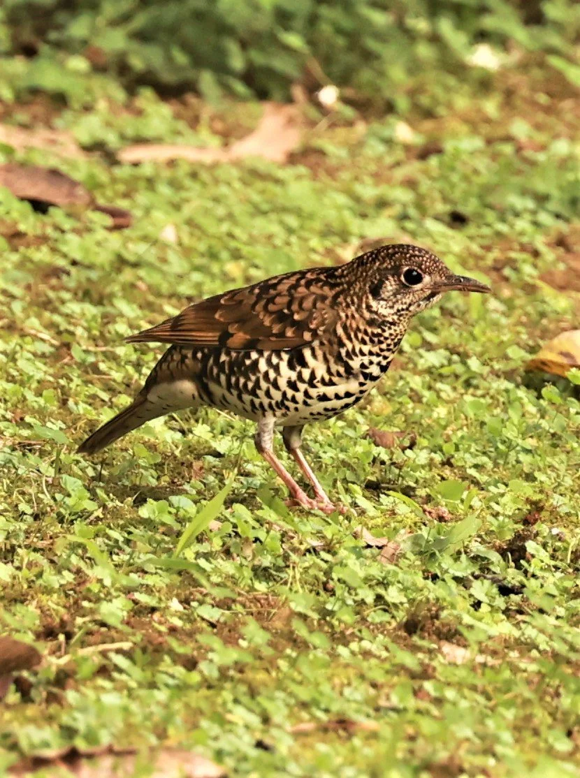Scaly Thrush (Zoothera dauma) Doi Ang Kang Chiang Mai (34).jpg
