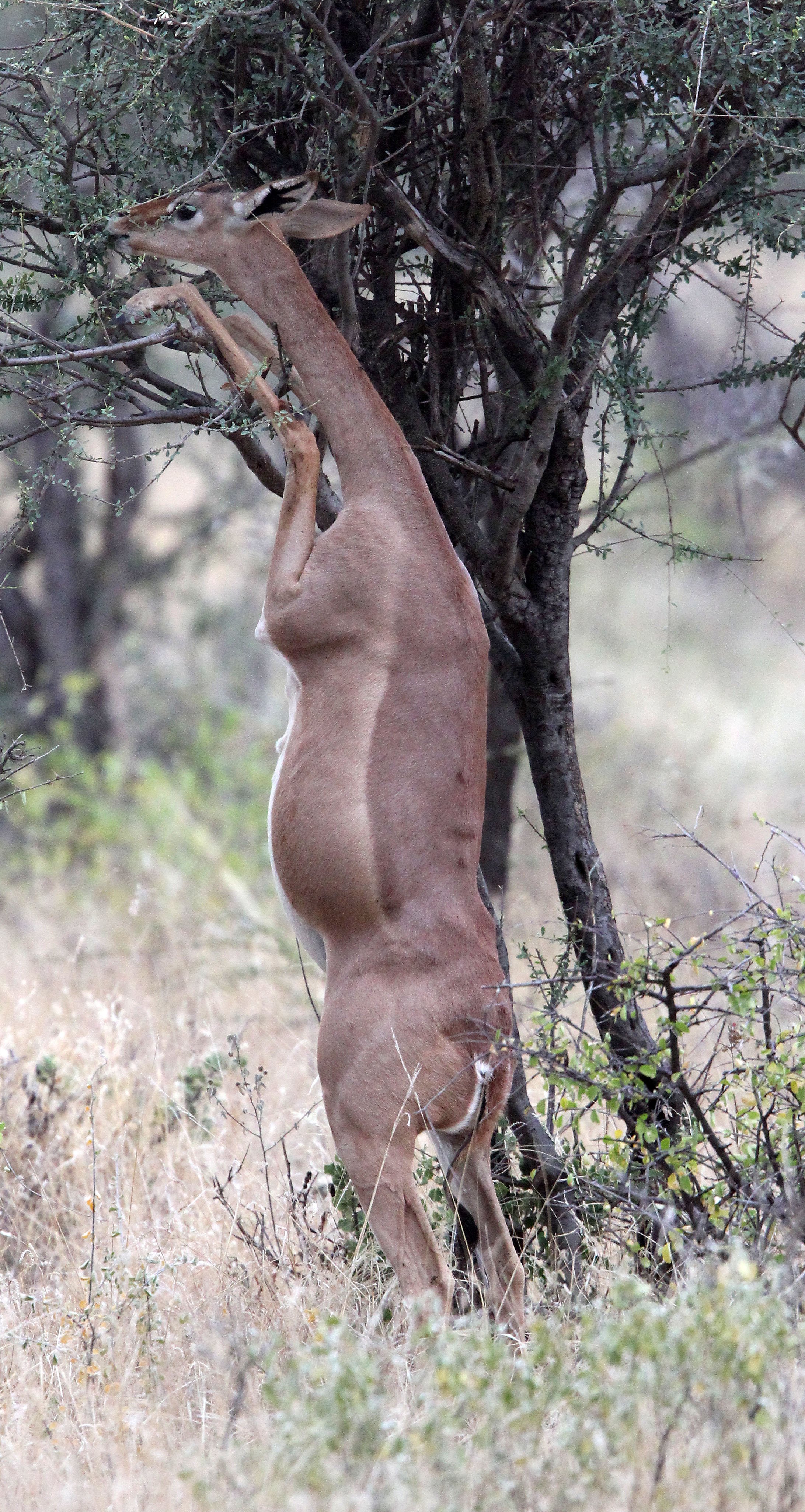 GERENUK - SOUTHERN GERENUK - Litocranius walleri - SAMBURU NATIONAL PARK KENYA  (51).JPG