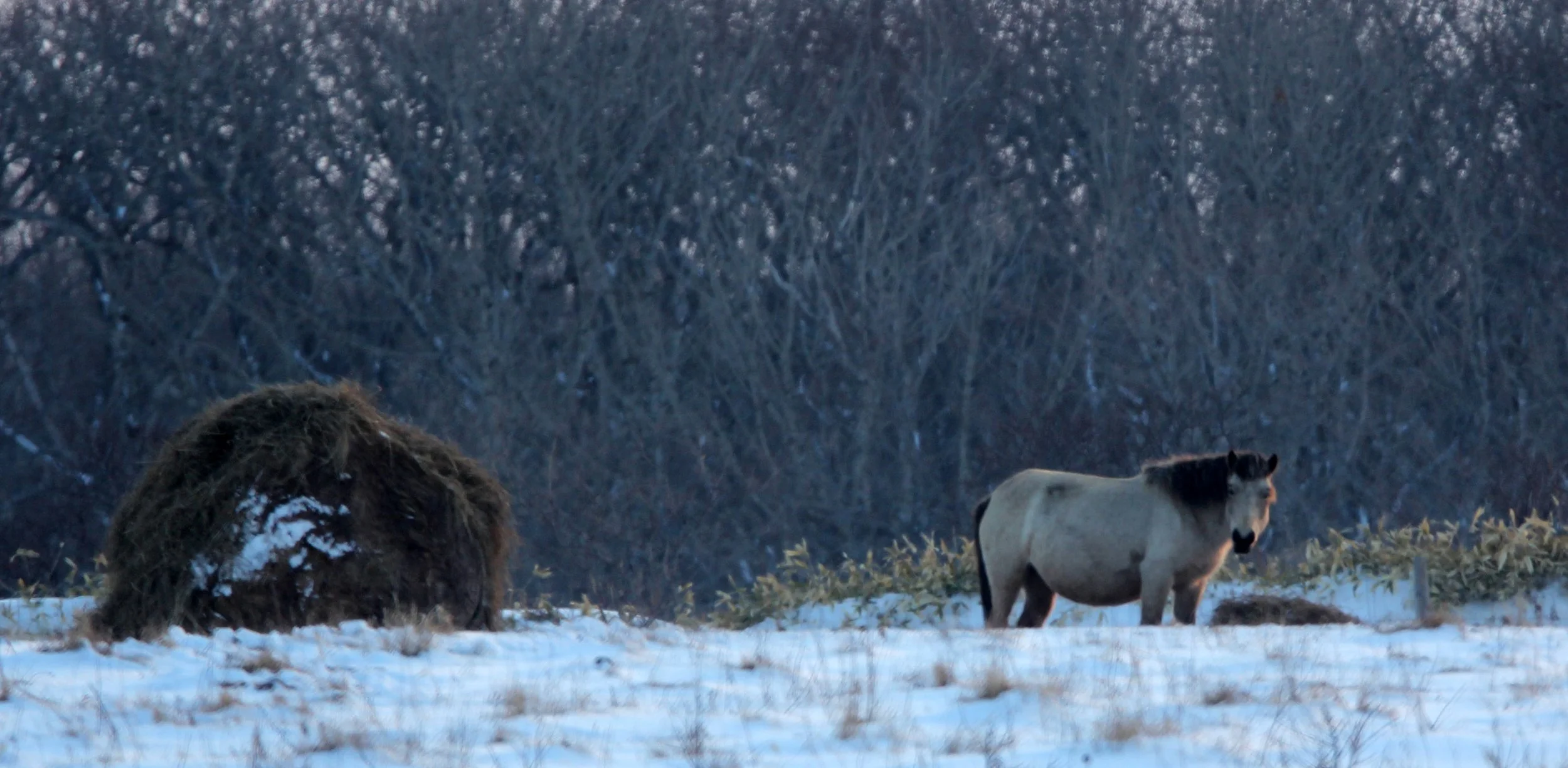 Equus ferus - HOKKAIDO PONY - DOSANKO - NOSAPPU CAPE - NEMURO PENINSULA - HOKKAIDO JAPAN (3).JPG