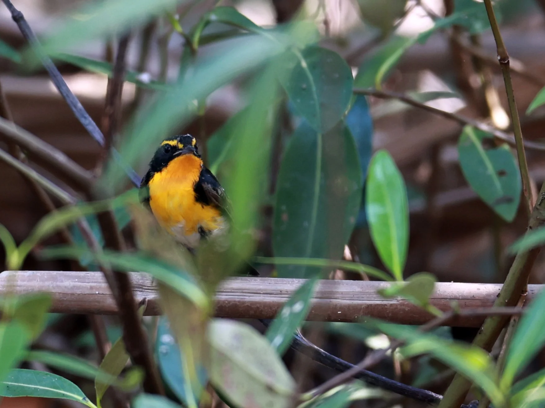 Flycatcher - Narcissus Flycatcher - Ficedula narcissina - Bang Pu Mangrove Forest Reserve, Samut Prakan March 30, 2024 (52).jpg