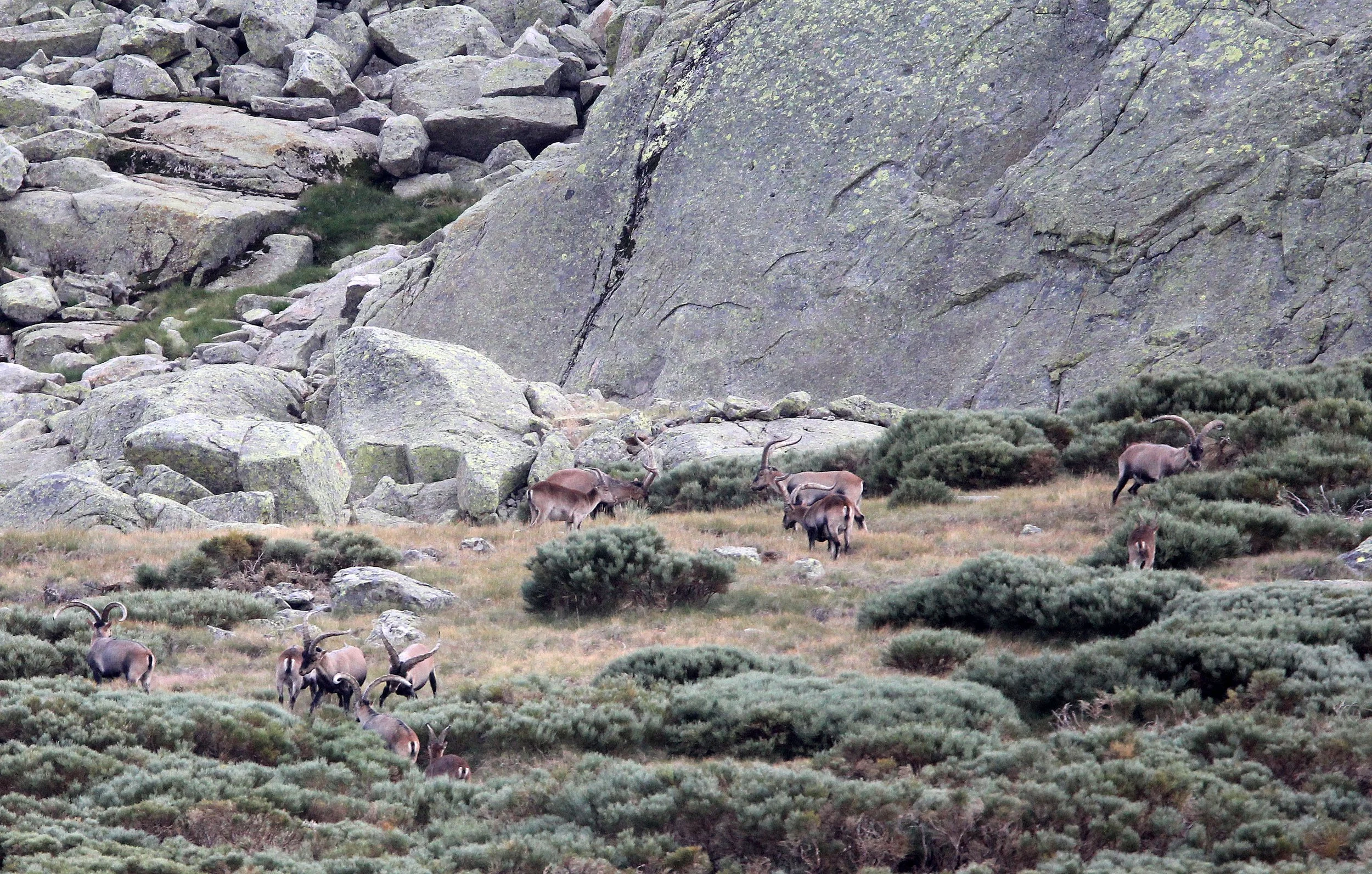 IBEX - WESTERN SPANISH (GREDOS) IBEX - Capra pyrenaica victoriae) SIERRA DE GREDOS NATIONAL PARK SPAIN (41).JPG
