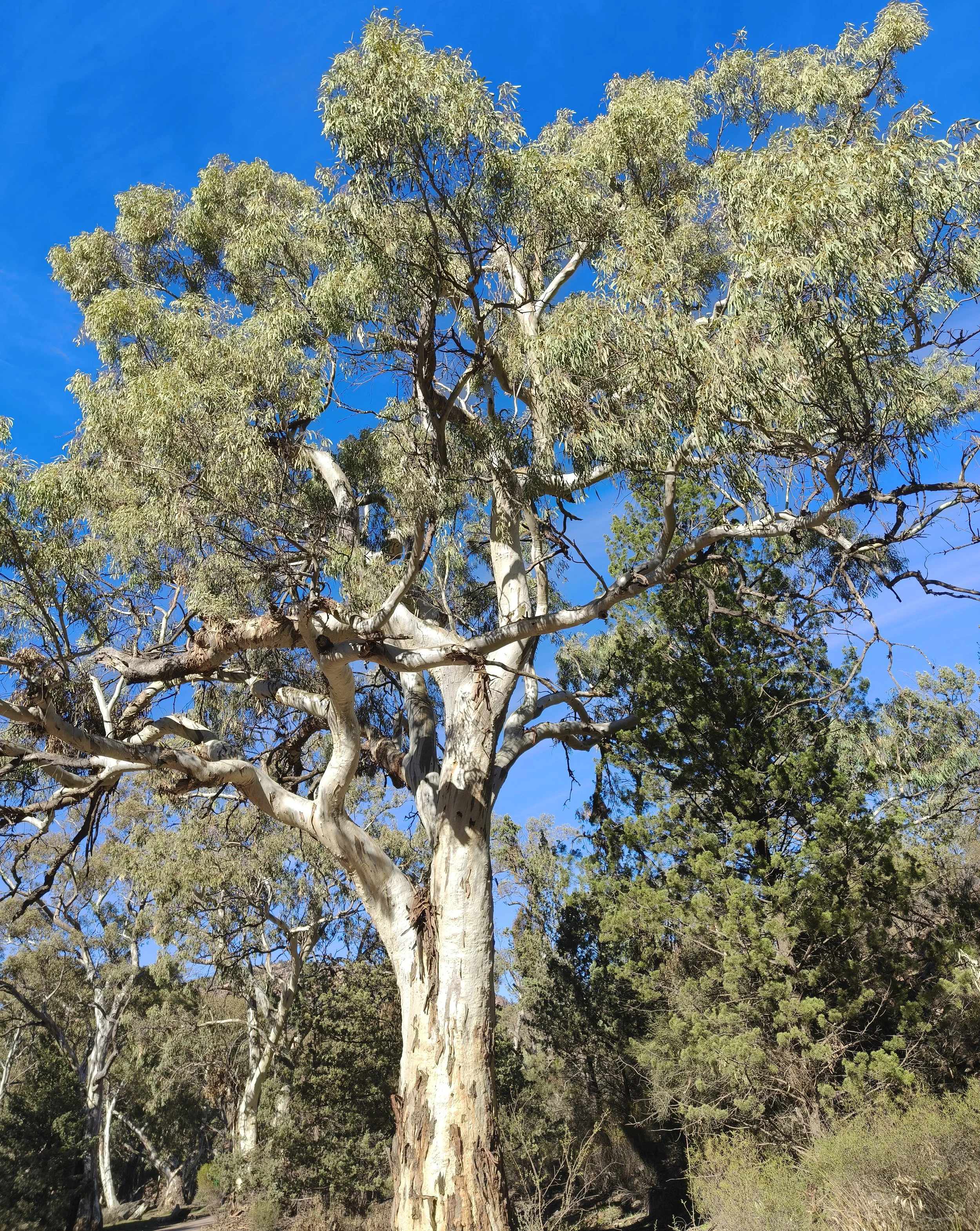 Warren Gorge National Park - South Australia (10).jpg
