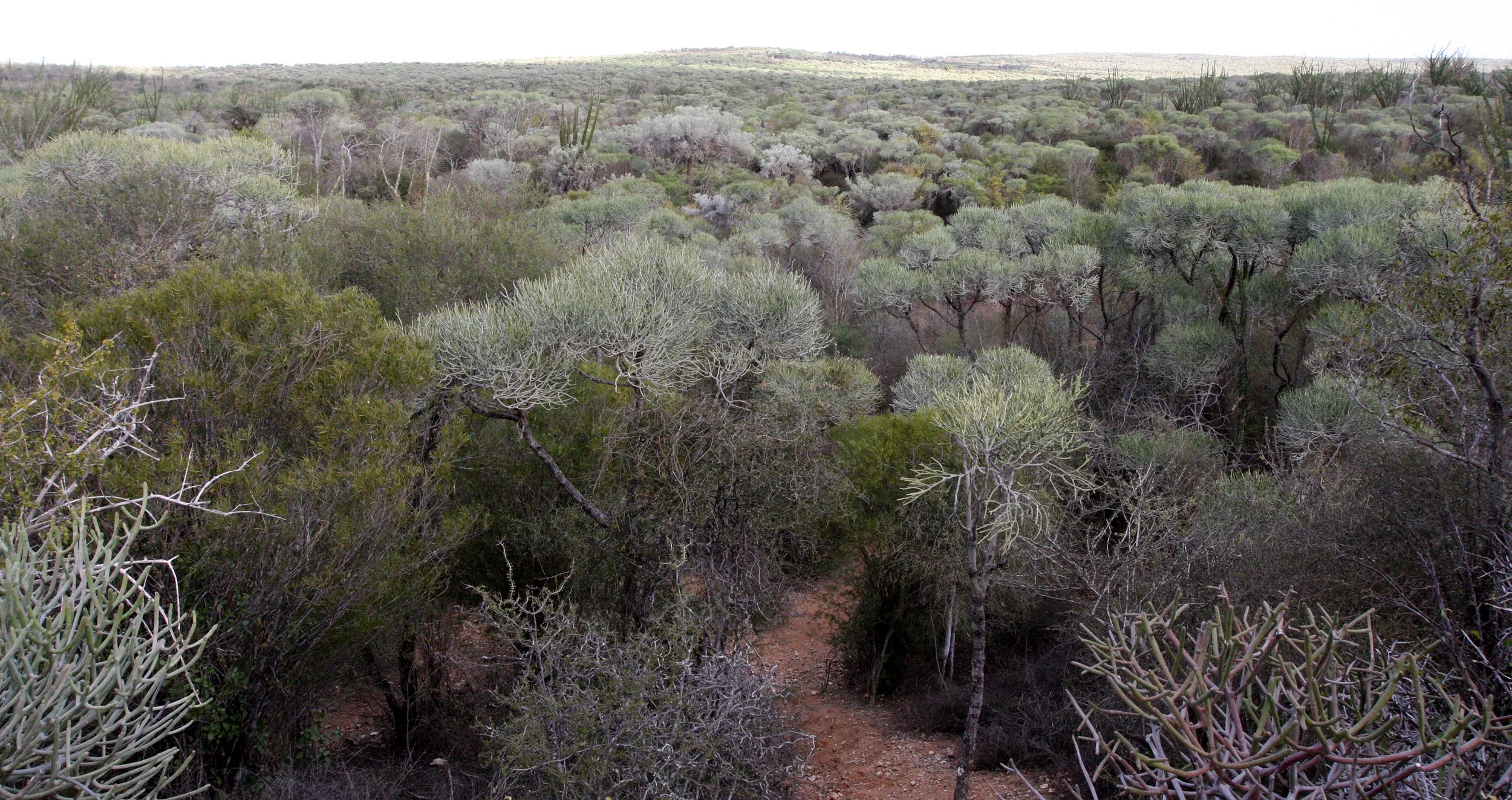 PLANT - EUPHORBIA COMMUNITY - ANDOHAHELA NATIONAL PARK - SPINY FOREST (2).JPG