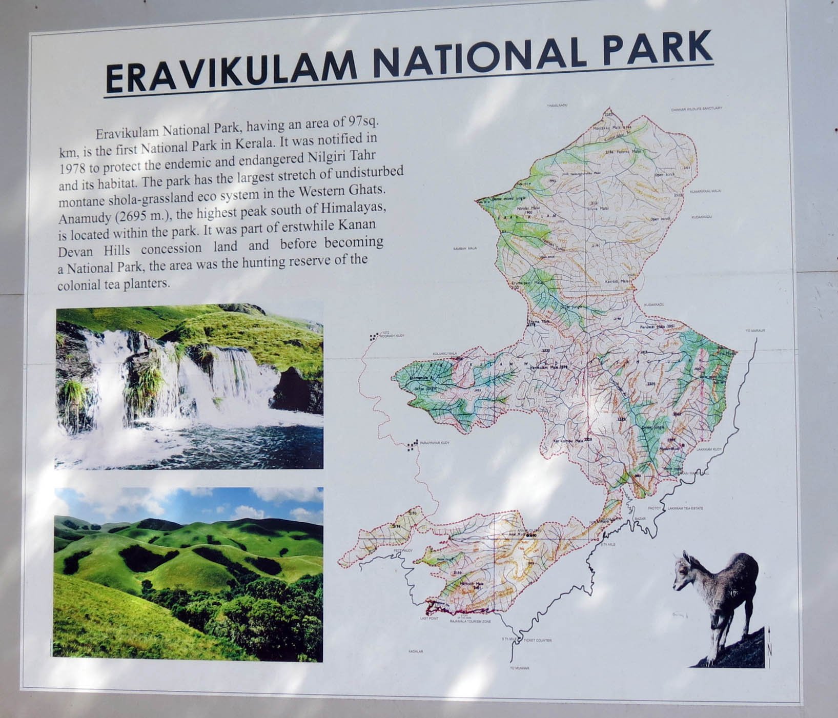 ERAVIKULUM NATIONAL PARK INDIA (24).JPG