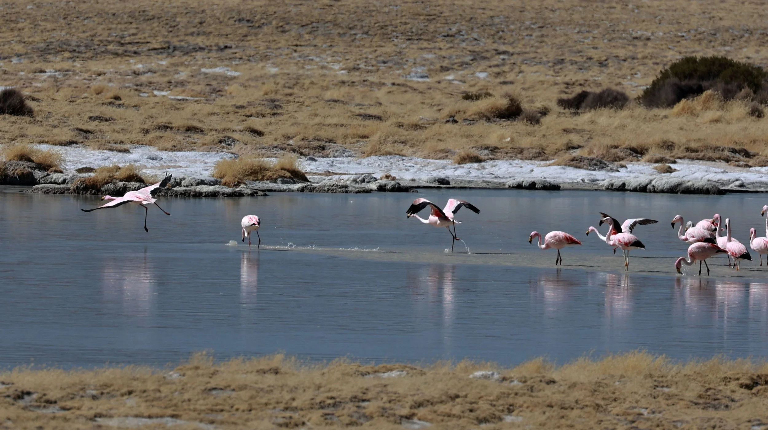 Flamingo - James's Flamingo - Phoenicoparrus jamesi - mixed with Andean flamingo - Phoenicoparrus andinus -  Lauca National Park, Chile (6).jpg
