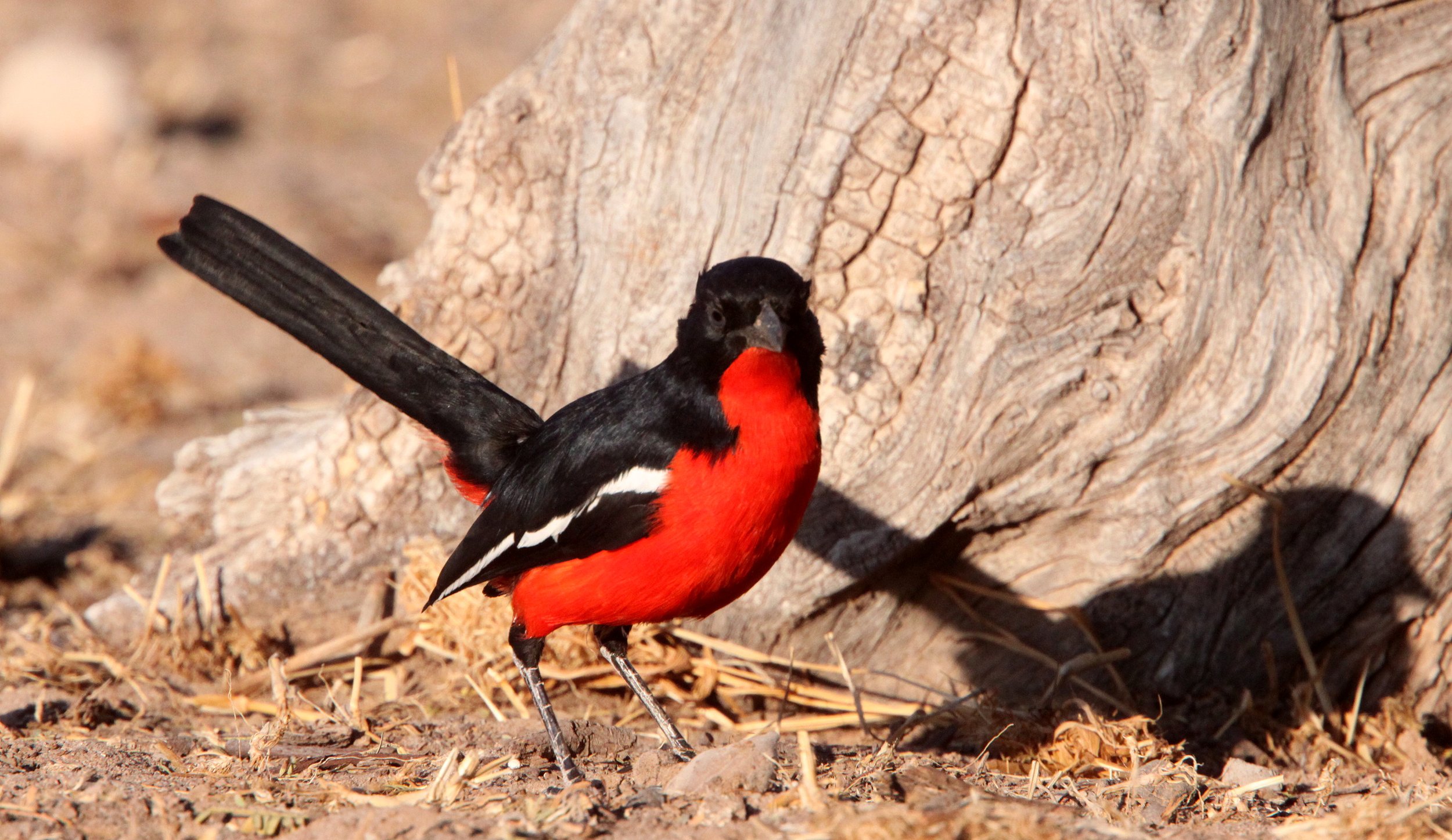 Crimson-breasted Shrike (Laniarius atrococcineus) Kgalagadi NP South Africa (8).JPG