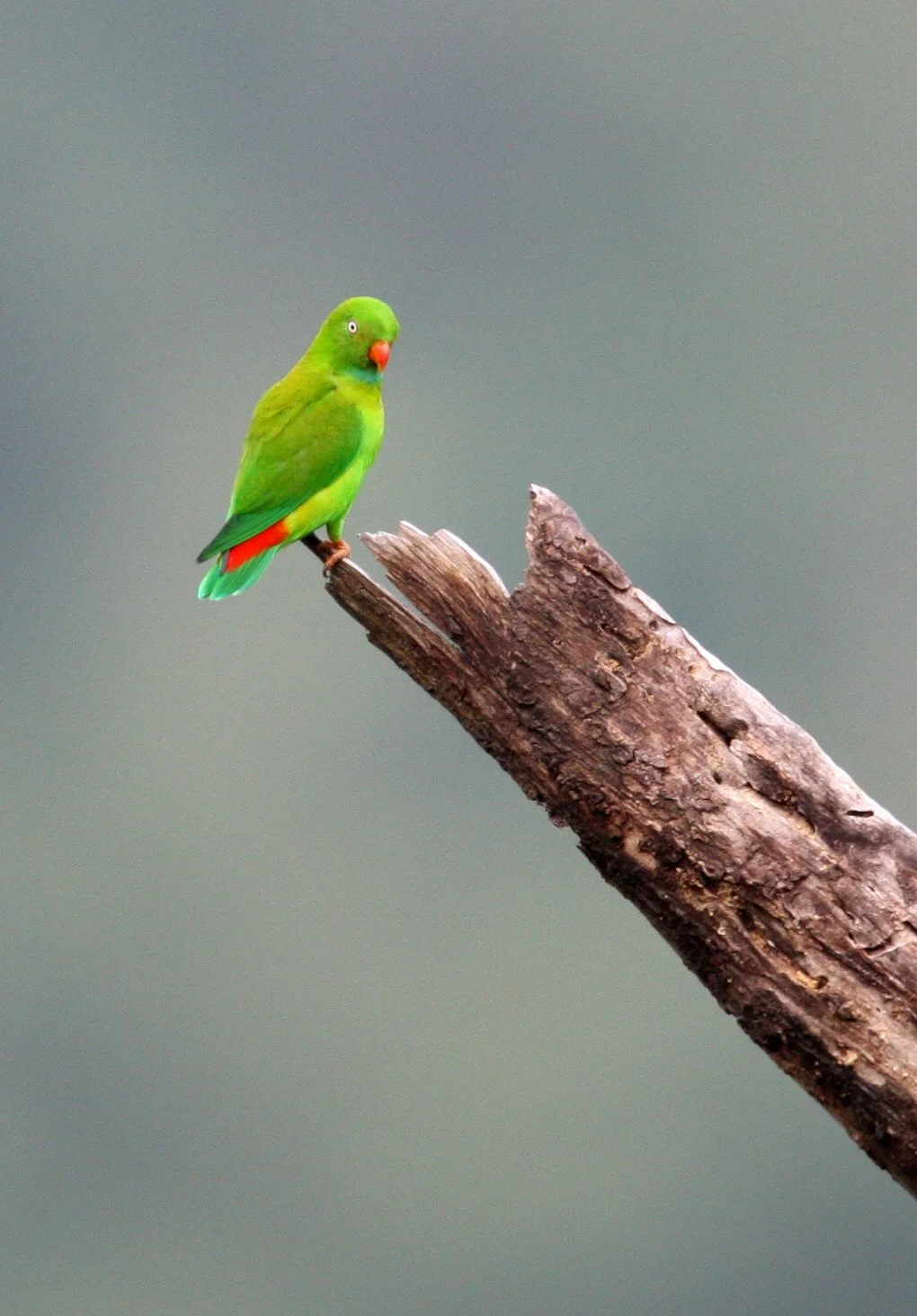 BIRD - PARROT - VERNAL HANGING PARROT - KAENG KRACHAN NP THAILAND (26).JPG