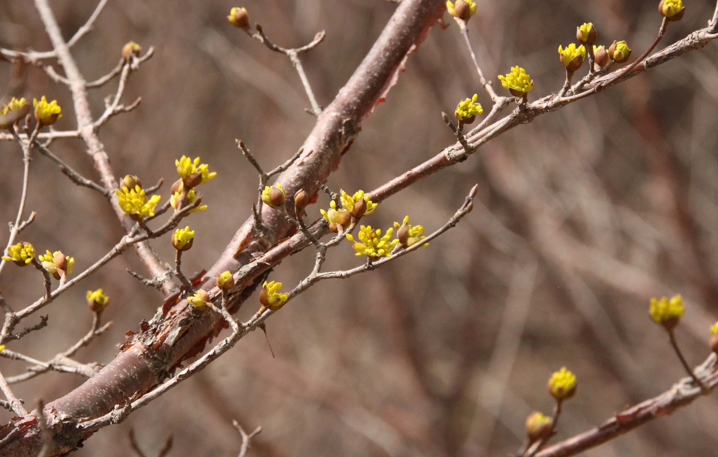 FOPING NATURE RESERVE - SHAANXI PROVINCE CHINA (237).JPG