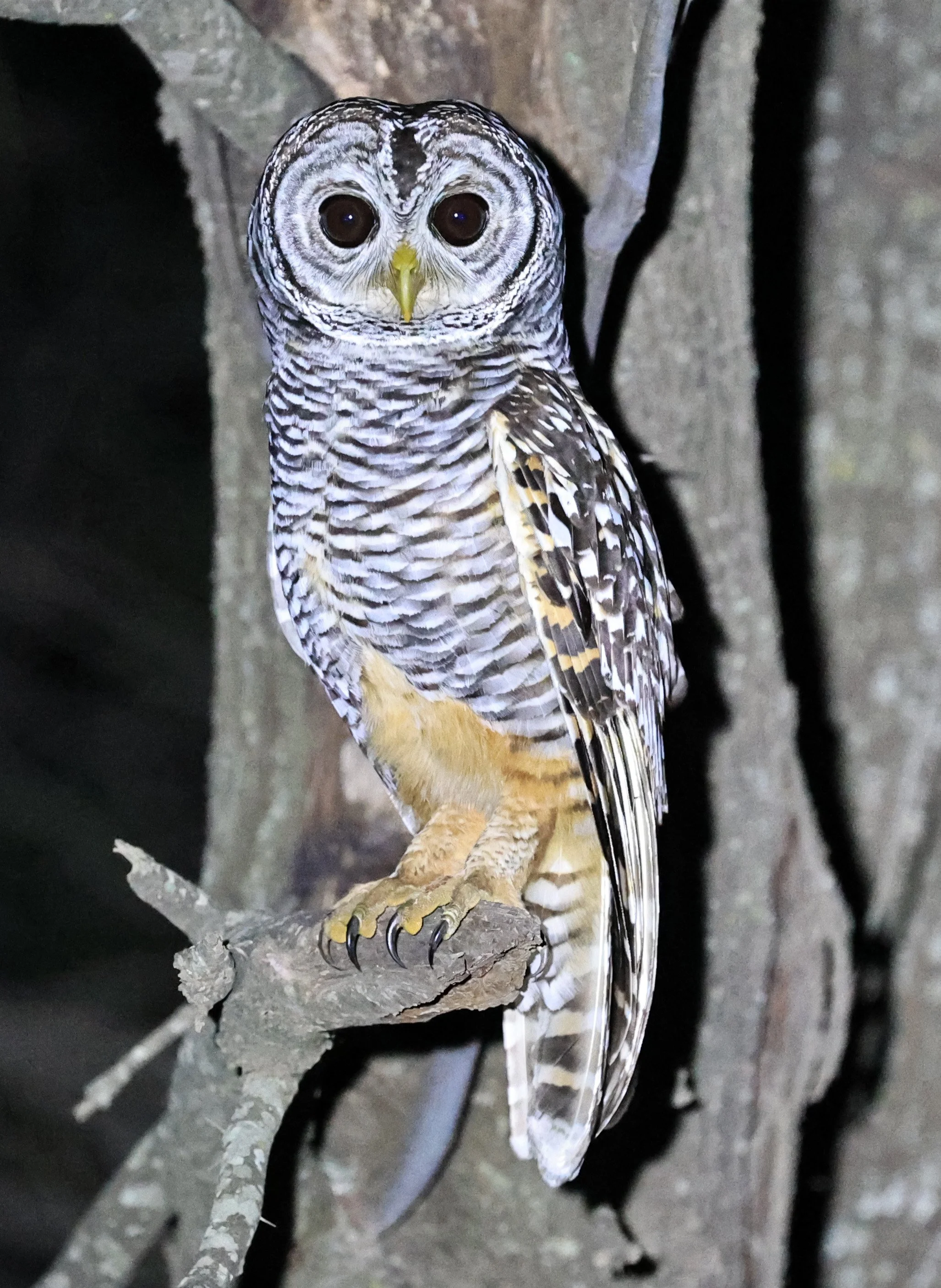 Chaco Owl (Strix chacoensis) Estancia Campo'í Paraguay (45).jpg
