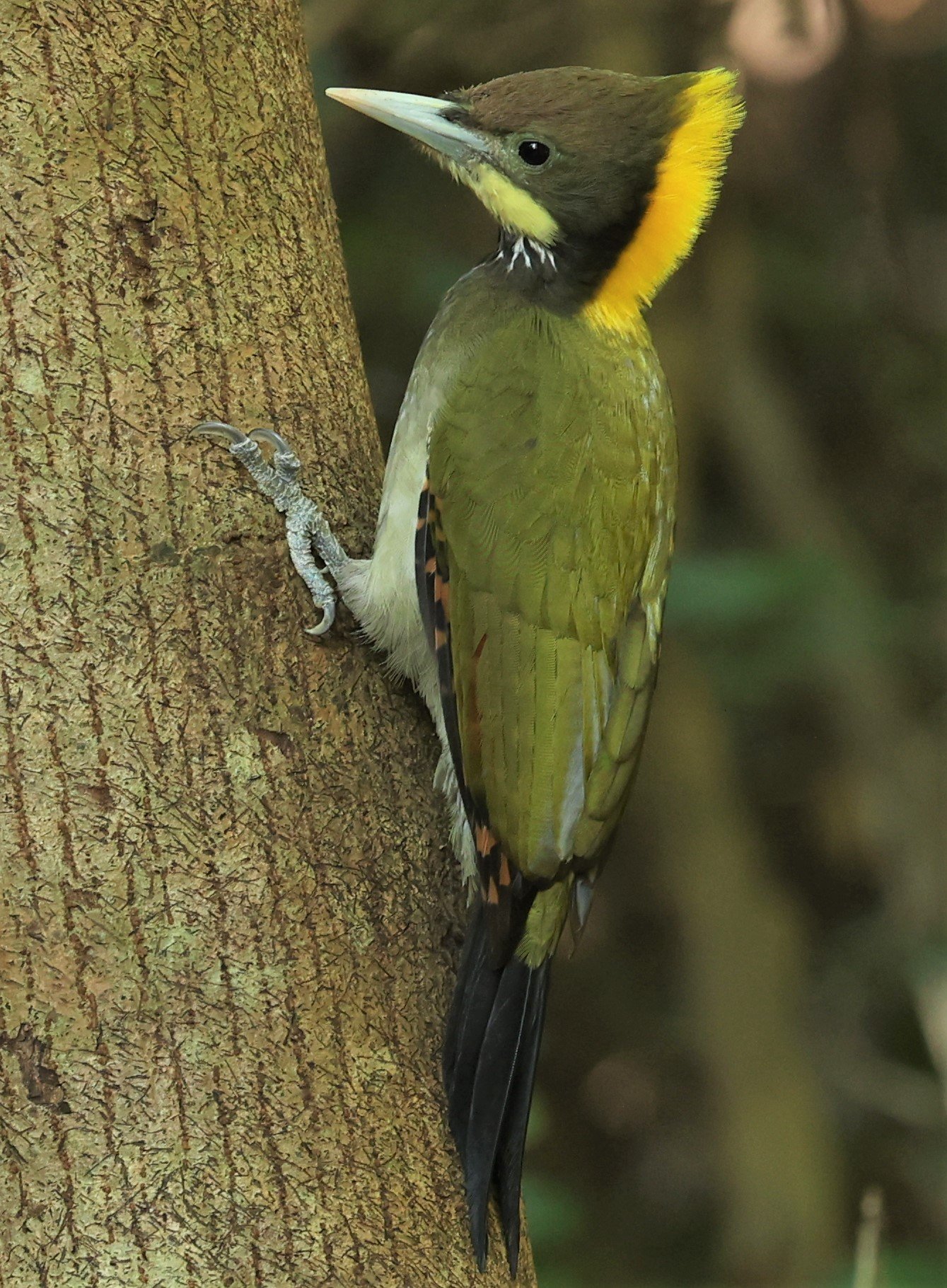 WOODPECKER - GREATER YELLOWNAPE - Chrysophlegma flavinucha - PETCHABURI PROVINCE - NUY HIDE NEAR KAENG KRACHAN JAN 2022 (38).jpg