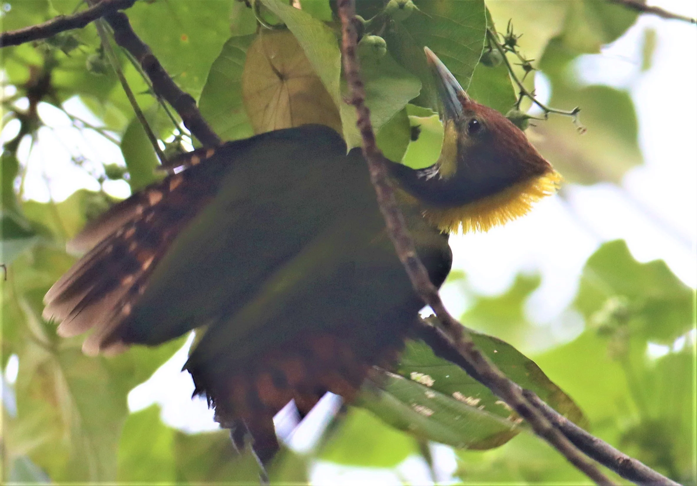 WOODPECKER - GREATER YELLOWNAPE - Chrysophlegma flavinucha - KAENG KRACHAN  NP (9).jpg