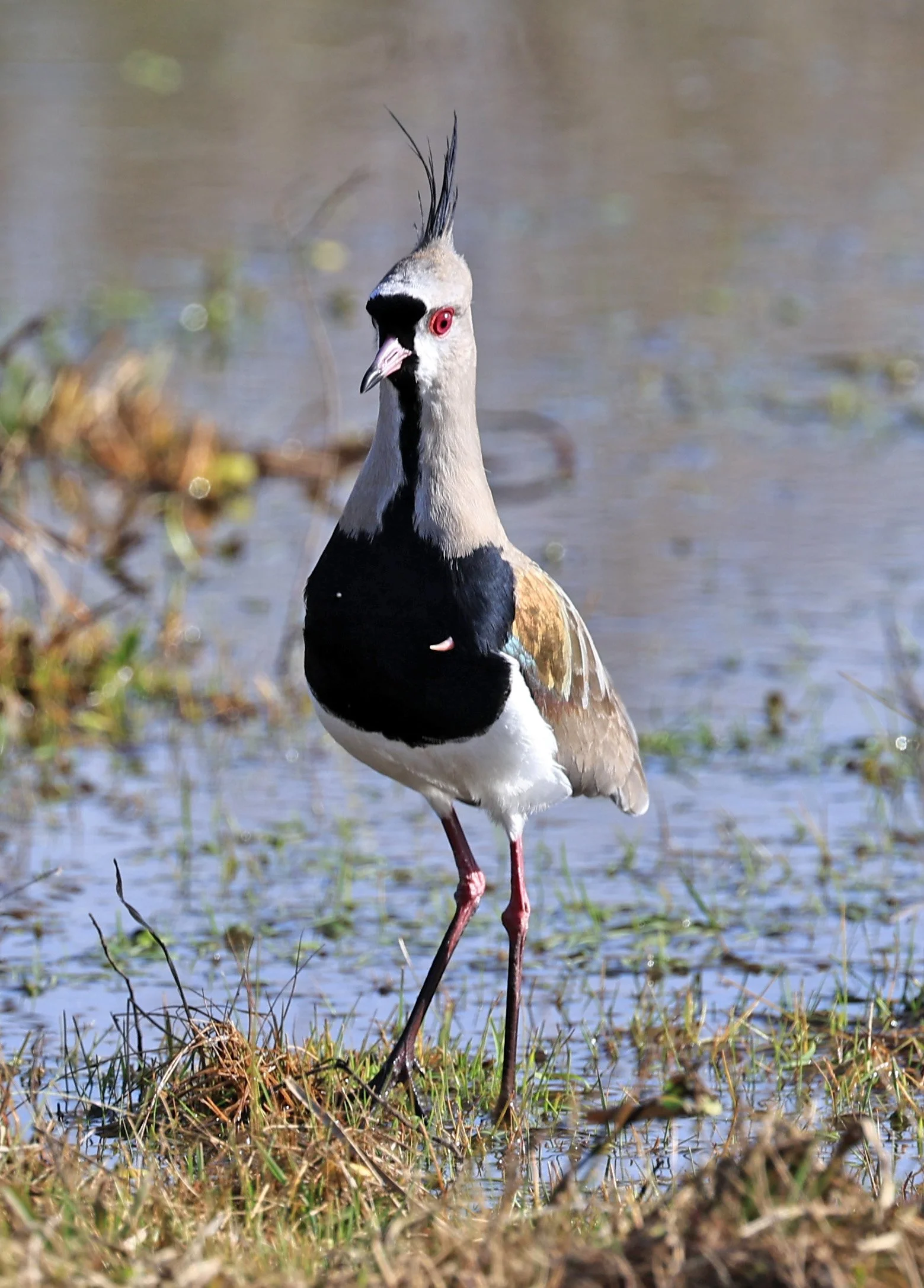 Southern Lapwing (Vanellus chilensis) El Palmar National Park, Entre Rios, Argentina