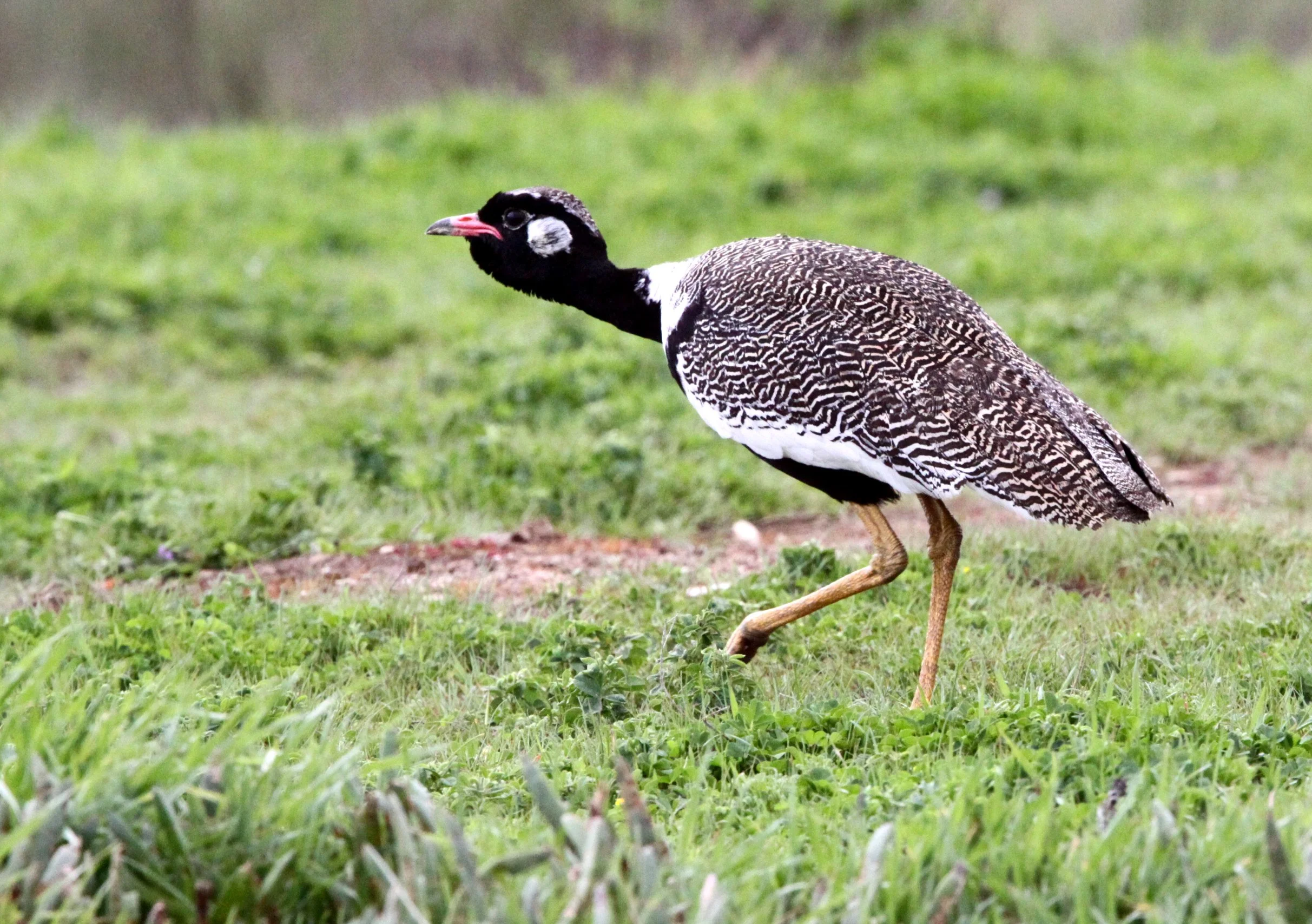 Southern Black Korhaan (Eupodotis afra) West Coast NP, South Africa (5).JPG