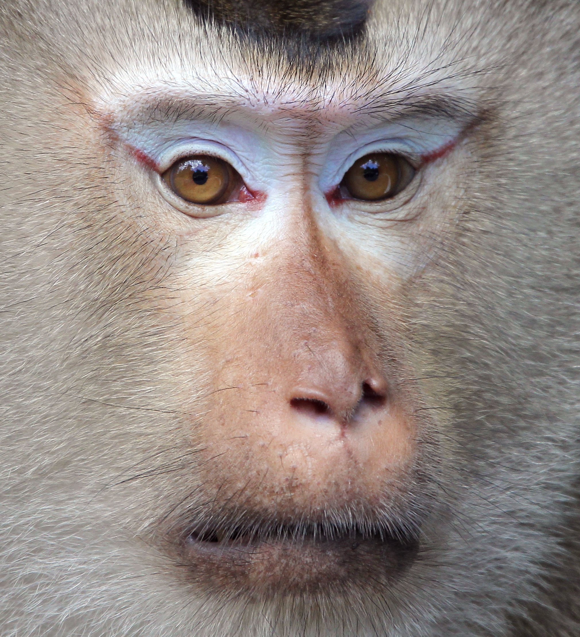 Identified by dark "mascara-like" lines extending diagonally from the outer corners of the eyes.