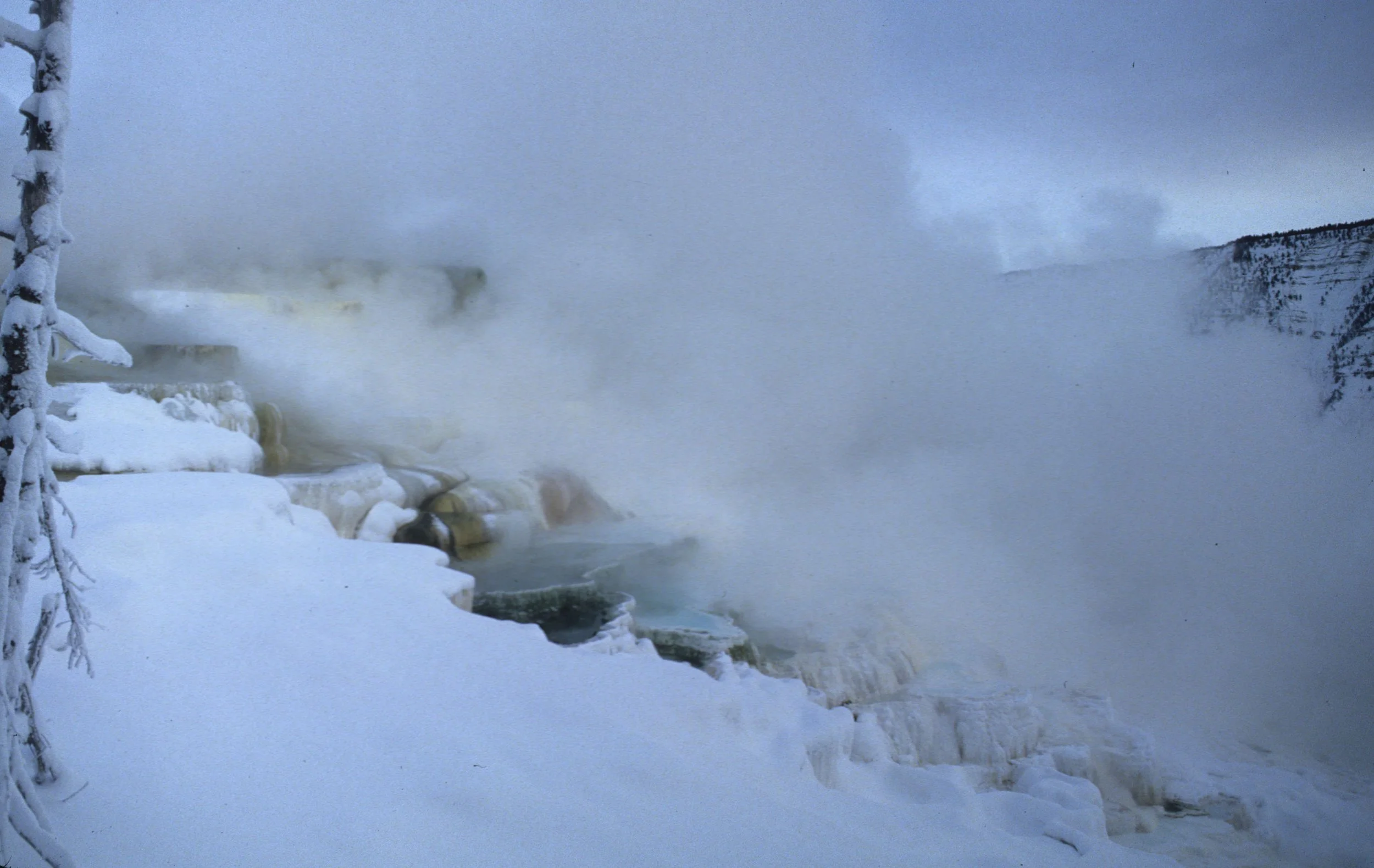 YELLOWSTONE IN WINTER - MAMMOTH HOTSPRINGS F.jpg