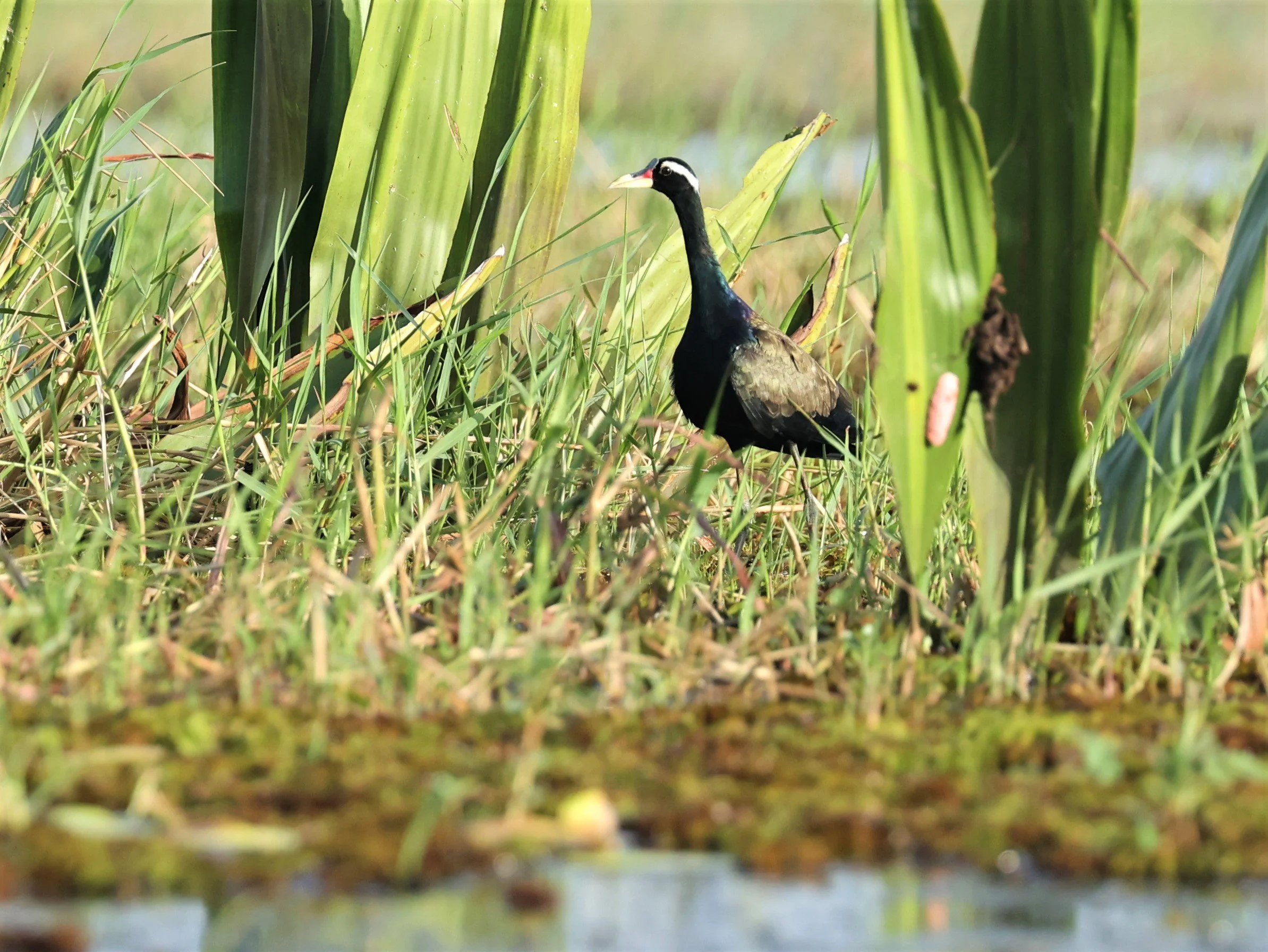 JACANA - BRONZE-WINGED JACANA - Metopidius indicus - THALE NOI WETLANDS PATTHALUNG PROVINCE (2).jpg