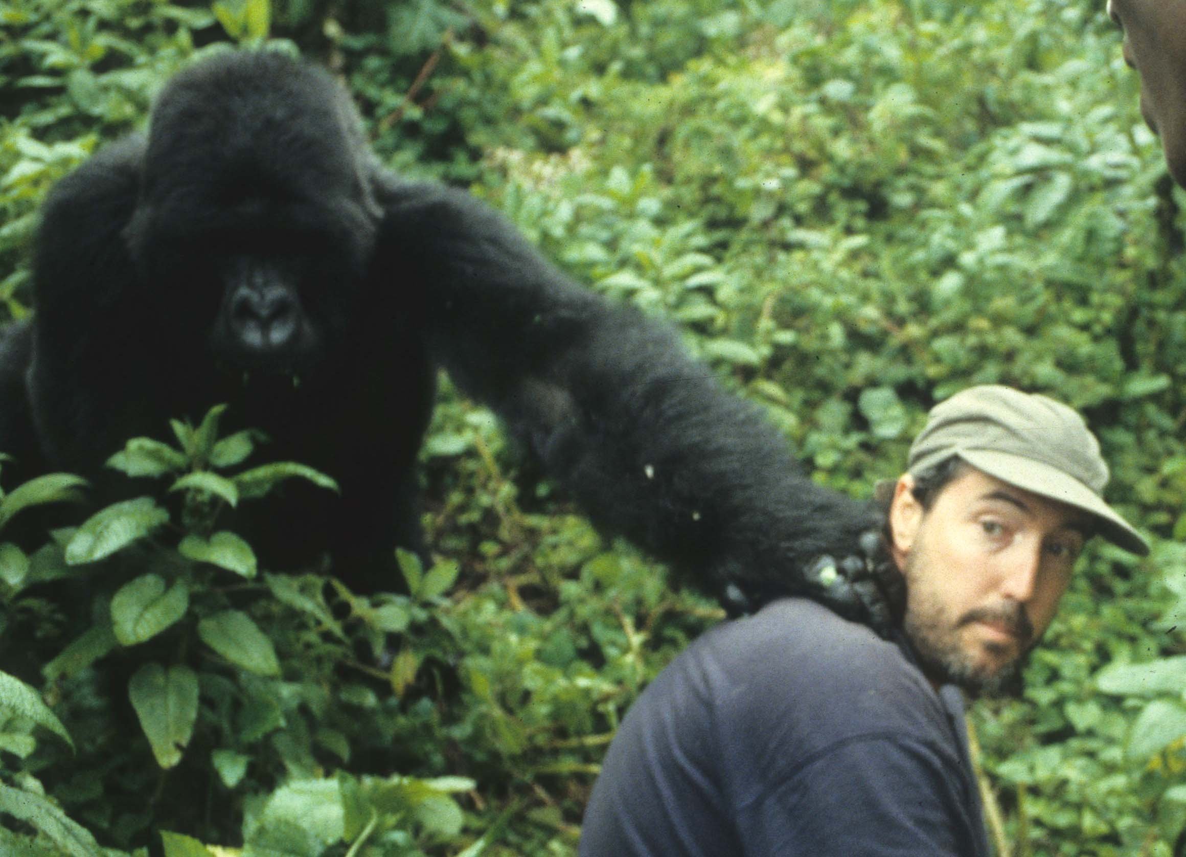 PRIMATE - GORILLA - ME (9).jpg