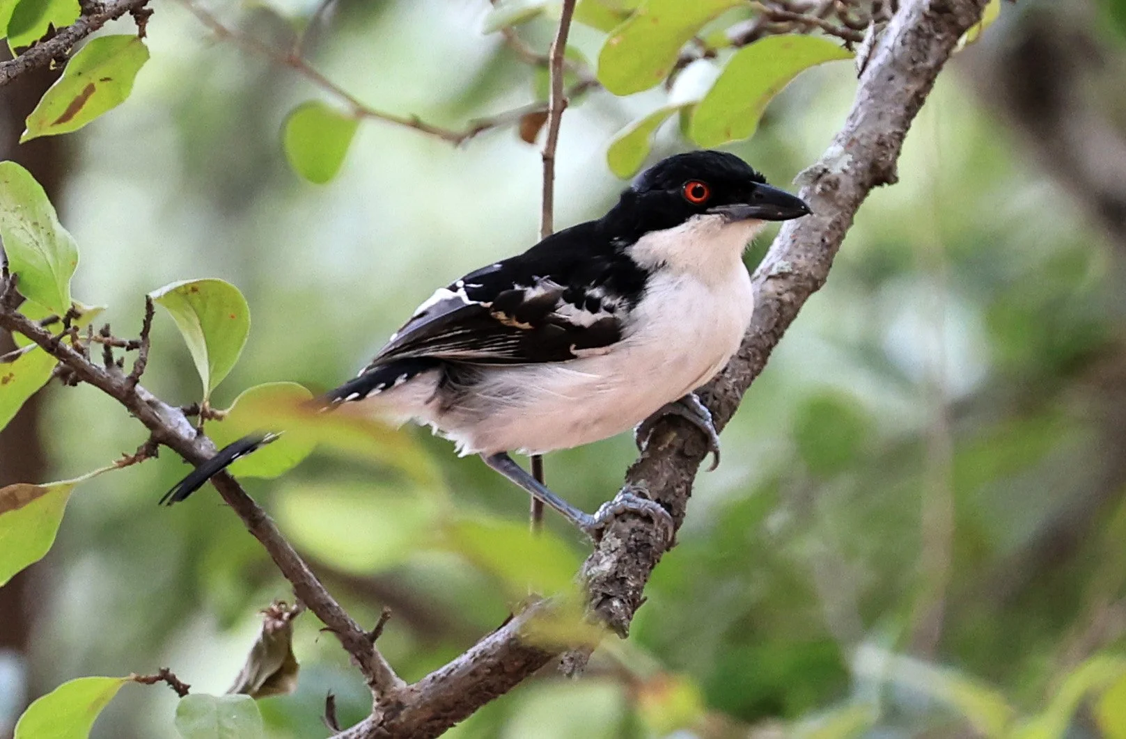 Great Antshrike (Taraba major) Hotel Campestre Iparoma Paraguay (12).jpg